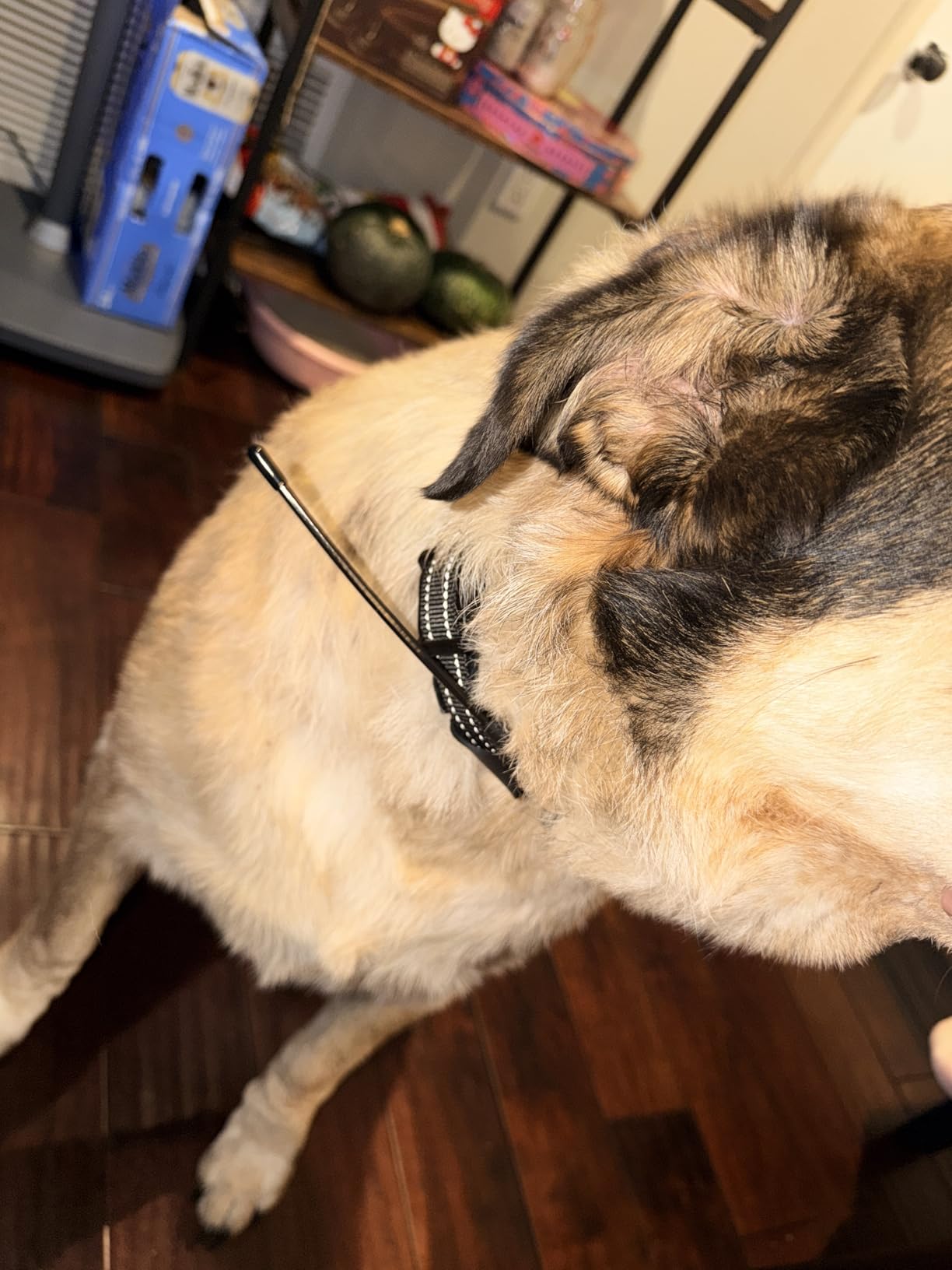 Completely Off-Grid 3-in-1 GPS Dog Fence with Real-Time Tracking: No Subscription, App-Free, Self-contained, Dual-GPS, Training Collar, Customizable Boundary with Four Progressive Alerts customer photo 5