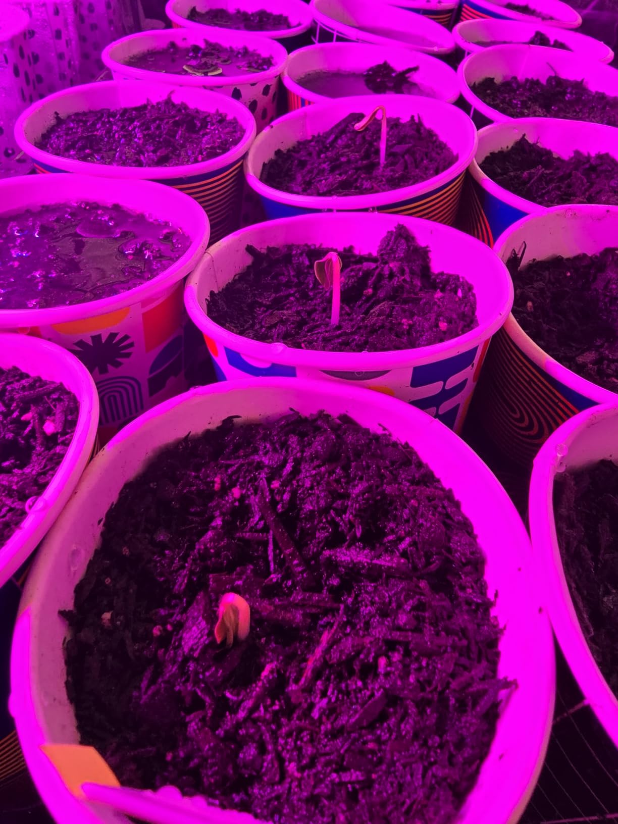 2-pack 1020 Trays with 7.3'' Domes & Heat Mats & Grow Lights - Heavy-Duty 1020 Seed Starter Kits, Seedling Trays with Humidity Domes & Waterproof Heating Mats & LED Lights for Germination Propagation customer photo 1