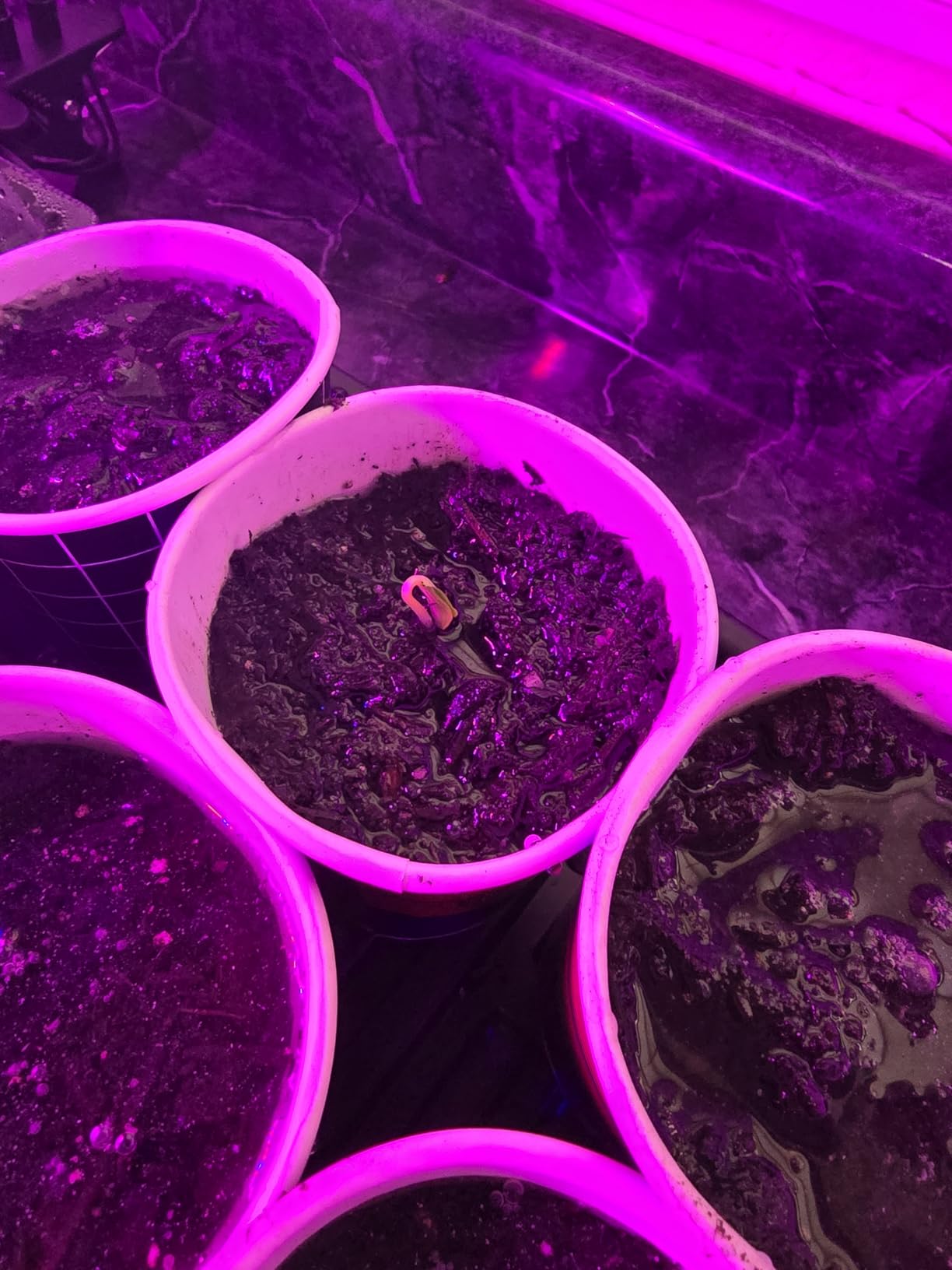 2-pack 1020 Trays with 7.3'' Domes & Heat Mats & Grow Lights - Heavy-Duty 1020 Seed Starter Kits, Seedling Trays with Humidity Domes & Waterproof Heating Mats & LED Lights for Germination Propagation customer photo 2