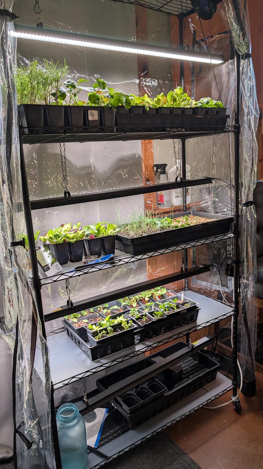 Barrina LP600 Mini Greenhouse with Grow Lights, 5-Tier Plant Stand with 100W TX-S25 1.6FT 5000K Full Spectrum Plant Shelf with Tent, Timer & Thermometer for for Seed Trays Growth, 23.6 x 13.8 x 70.9IN customer photo 1