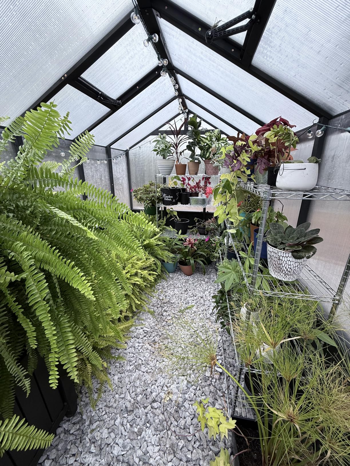 MUPATER 6' x 12' Walk-in Wooden Polycarbonate Greenhouse with Ventilated Window & Lockable Door, Multi-Layer PC Panels for UV Protection, Greenhouse Kit for Outdoor, Garden and Backyard, Black customer photo 2