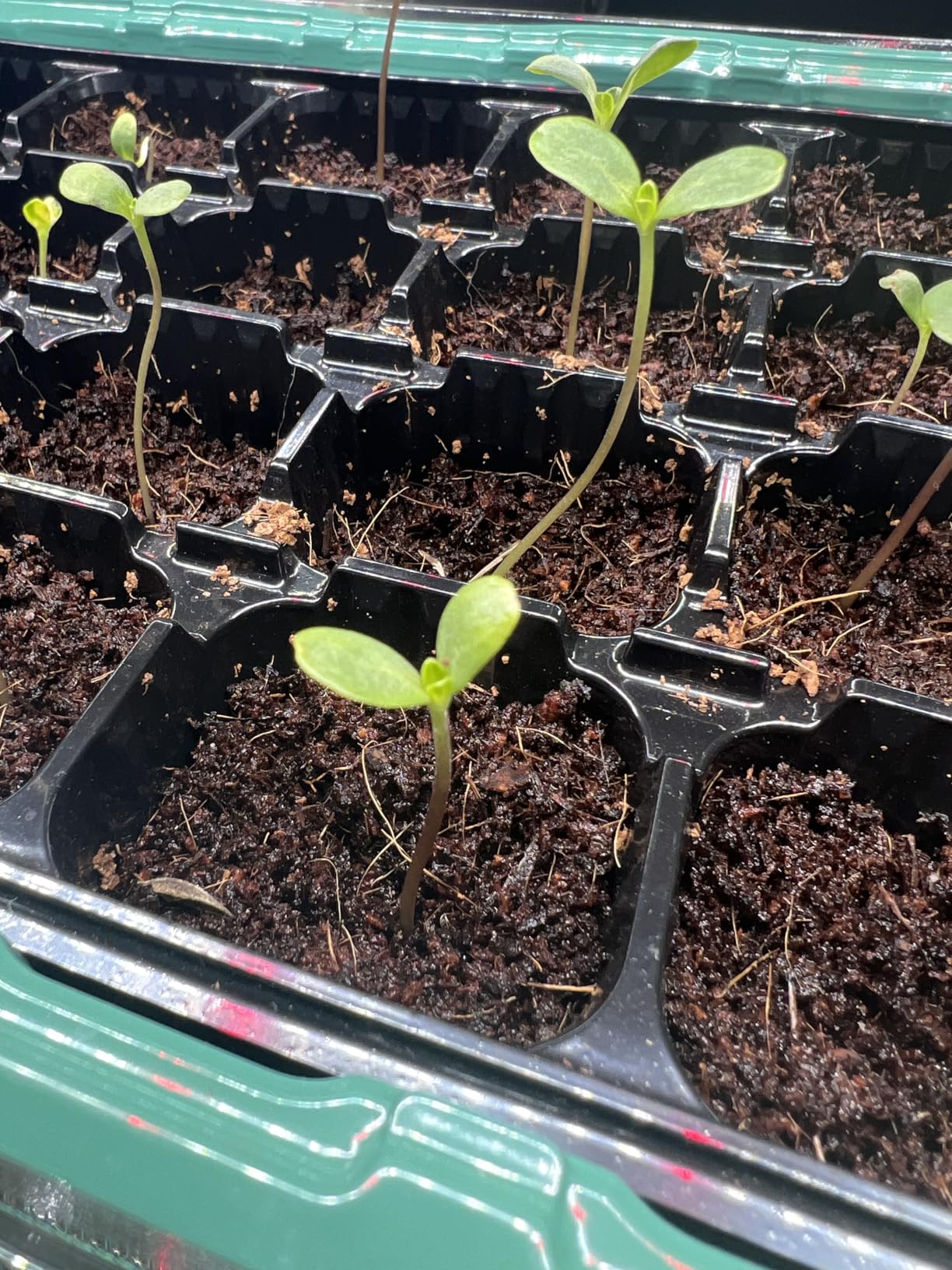 SOLIGT Indoor Greenhouse with Grow Lights - 5 Tier Plant Shelf & 8 x 2FT 6000K Full Spectrum Lights, Thick PVC Cover, Mesh Ventilation, Mini Small Greenhouse Cabinet for Seed Starting Seedlings Growth customer photo 1