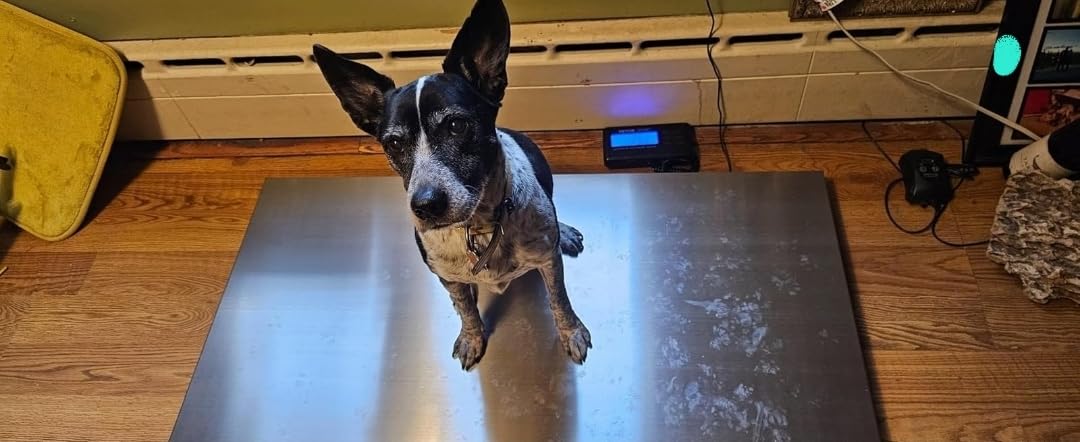 1100Lbs x 0.2Lbs Digital Livestock Scale Stainless Steel Non-Slip Platform Scale Electronic Heavy Duty Postal Shipping Scale for Large Pet Dog Goat Pig Cattle Sheep customer photo 1