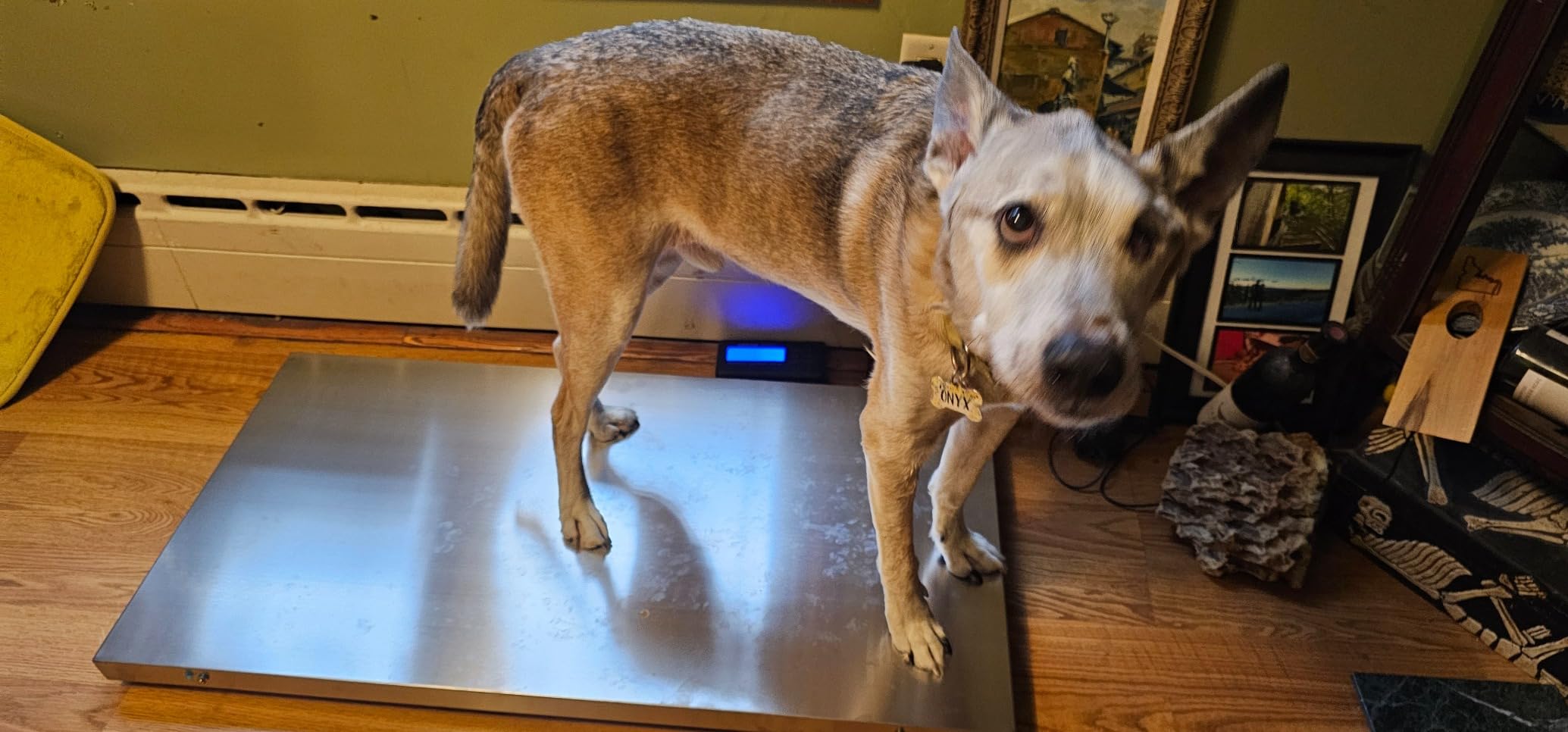 VEVOR 1100Lbs x 0.2Lbs Digital Livestock Scale Large Pet Vet Scale Stainless Steel Platform Electronic Postal Shipping Scale Heavy Duty Large Dog Hog Sheep Goat Pig Sheep Scal customer photo 2