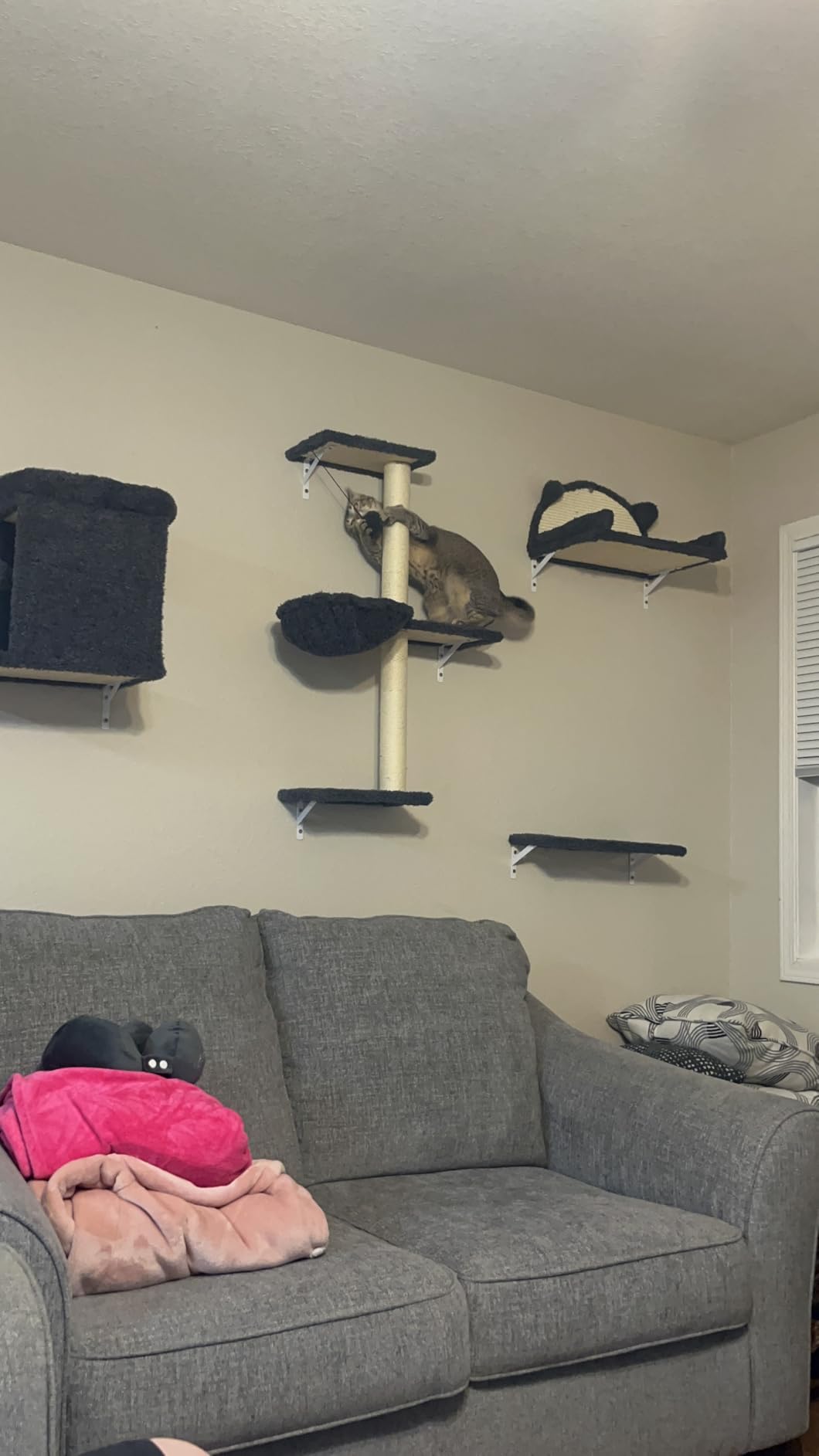 5-in-1 Cat Wall Shelves, Solid Wood & Velvet & Sisal Scratcher, 44lbs Max Load, Wall Mounted Cat Furniture for Climbers, Cat Climbing Wall System, Fits Drywall & Solid Walls - Cool Gray customer photo 2