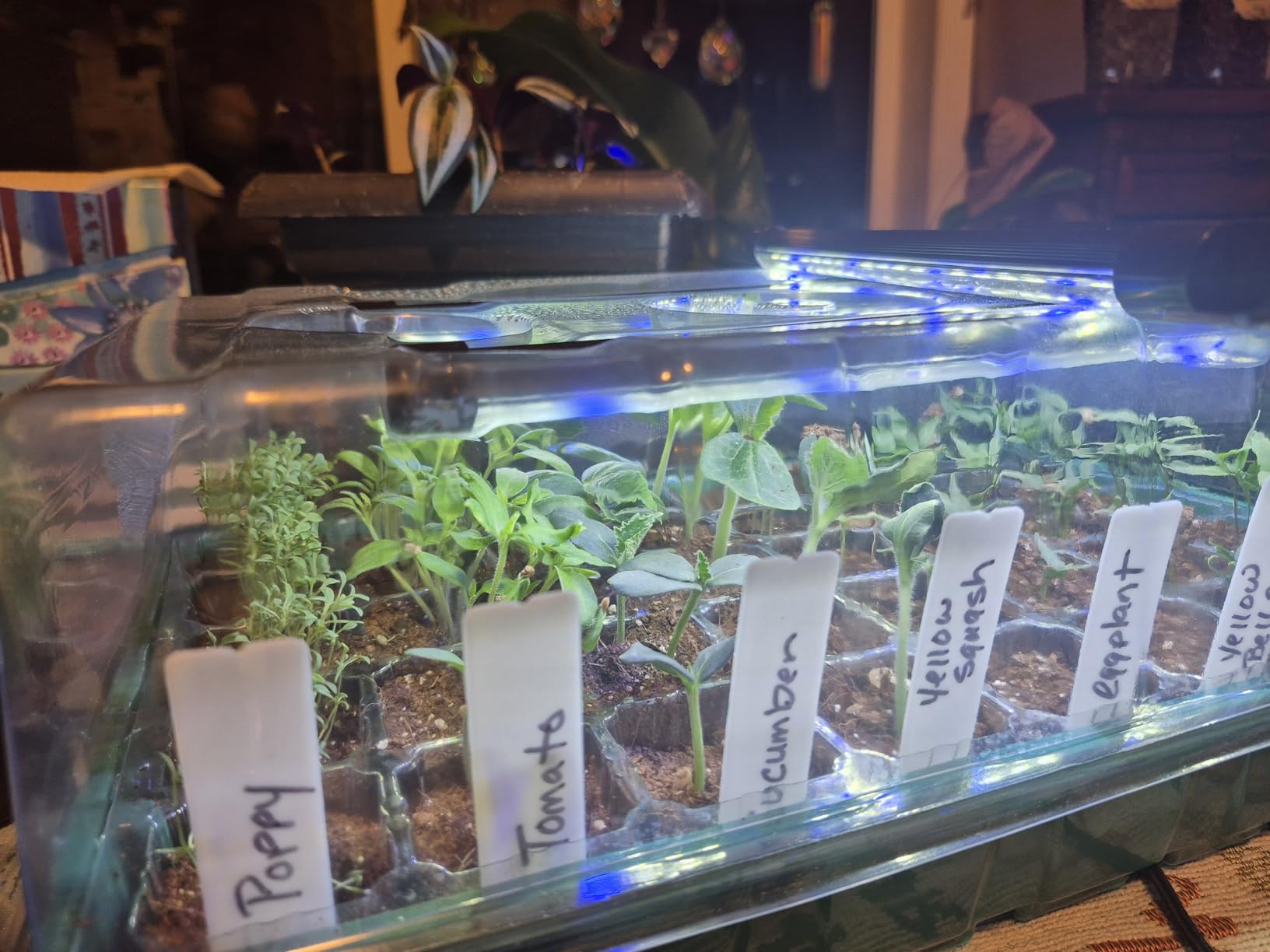 Sondiko Seed Starter Tray with Grow Light, Heated Seed Starter Kit with Temperature Display, Humidity Dome Germination Kit, Adjustable Plant Light for Seed Starting and Seedling Growth customer photo 1