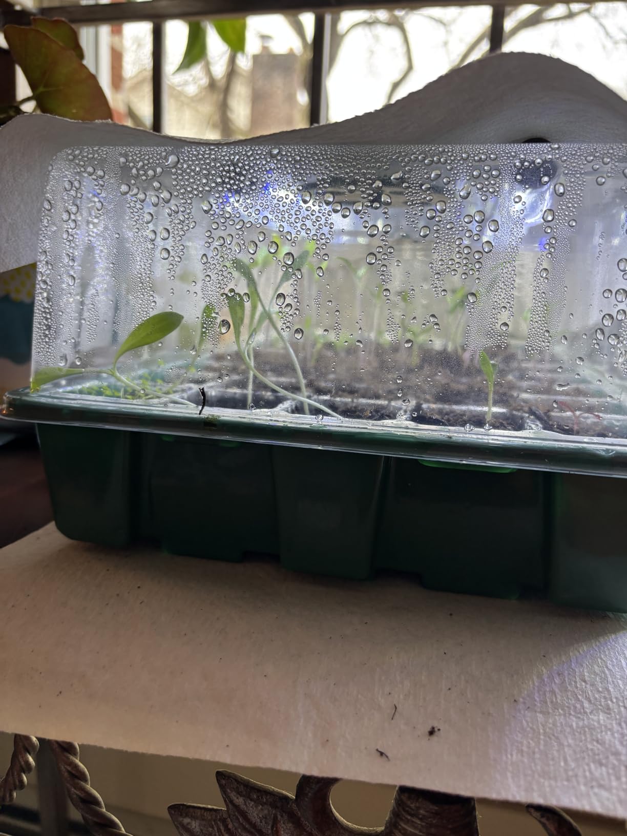 Sondiko Seed Starter Tray with Grow Light, Heated Seed Starter Kit with Temperature Display, Humidity Dome Germination Kit, Adjustable Plant Light for Seed Starting and Seedling Growth customer photo 2