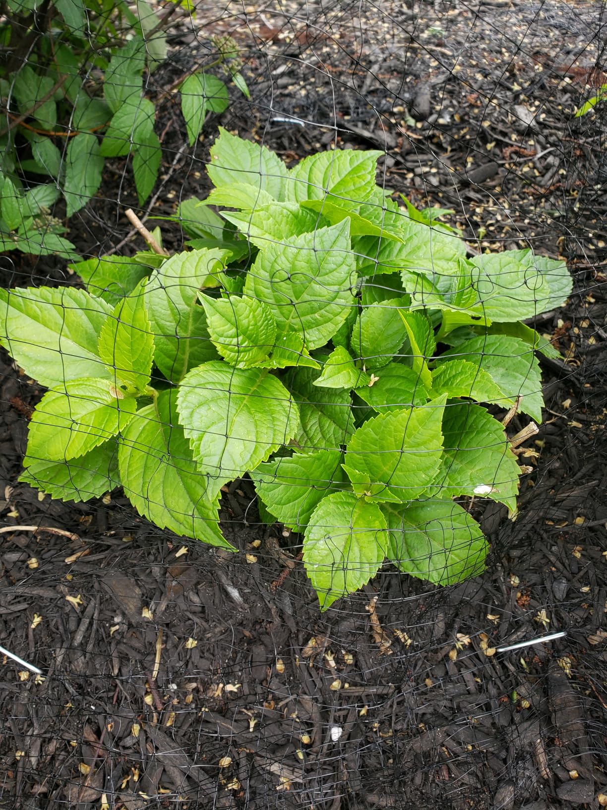 FEED GARDEN Deer Netting Deer Fence Netting, 7 x 200 Feet for Garden Protection Reusable Protective for Plants Fruit Trees Vegetables Against Birds and Other Animal customer photo 2