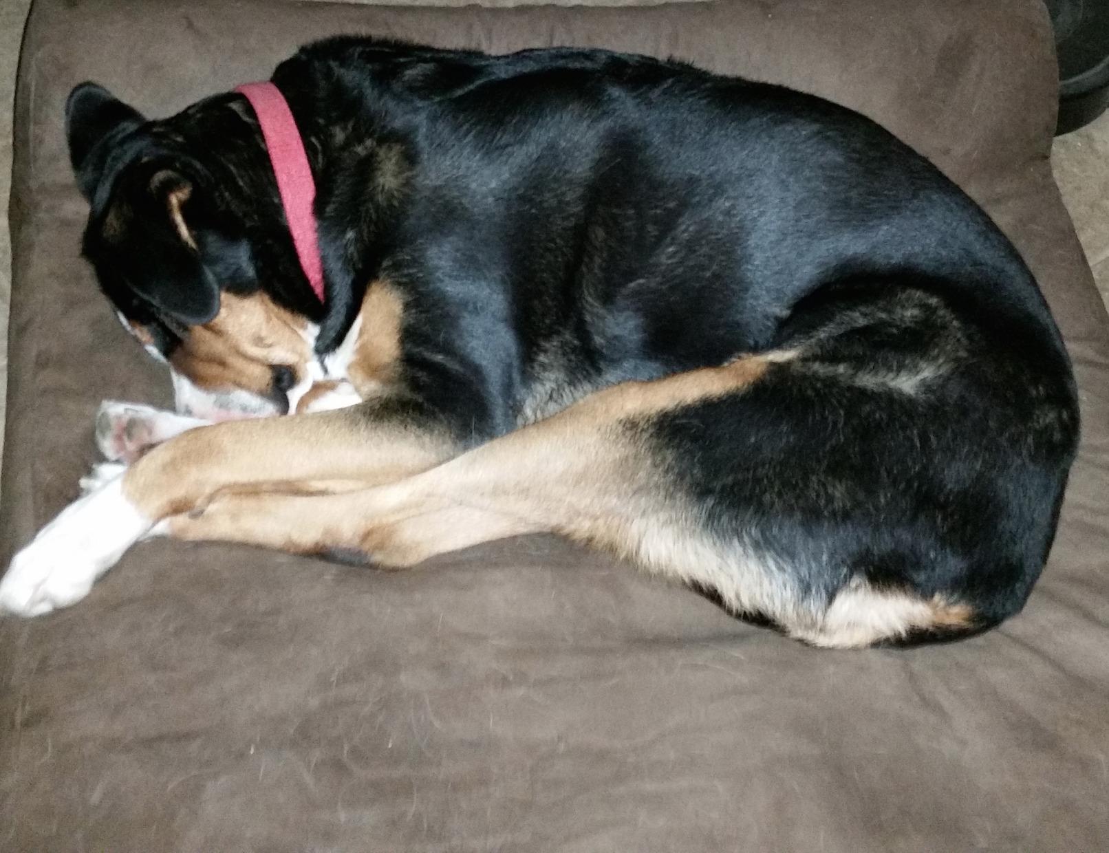 Barker Beds Giant Orthopedic Dog Bed - 7