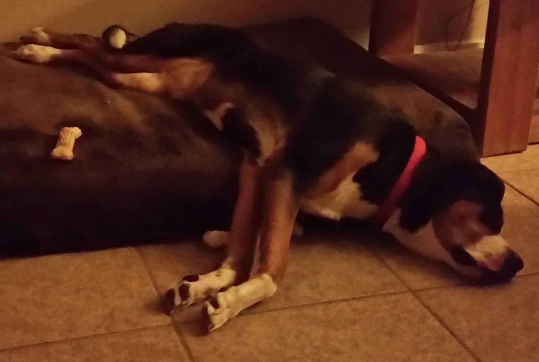 Barker Beds XL Orthopedic Dog Bed - 7