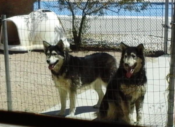 Petmate Large Dog House Outdoor Weatherproof - Indigo Igloo Dog House, Made in USA, for Large Dogs 50 to 90 pounds customer photo 2