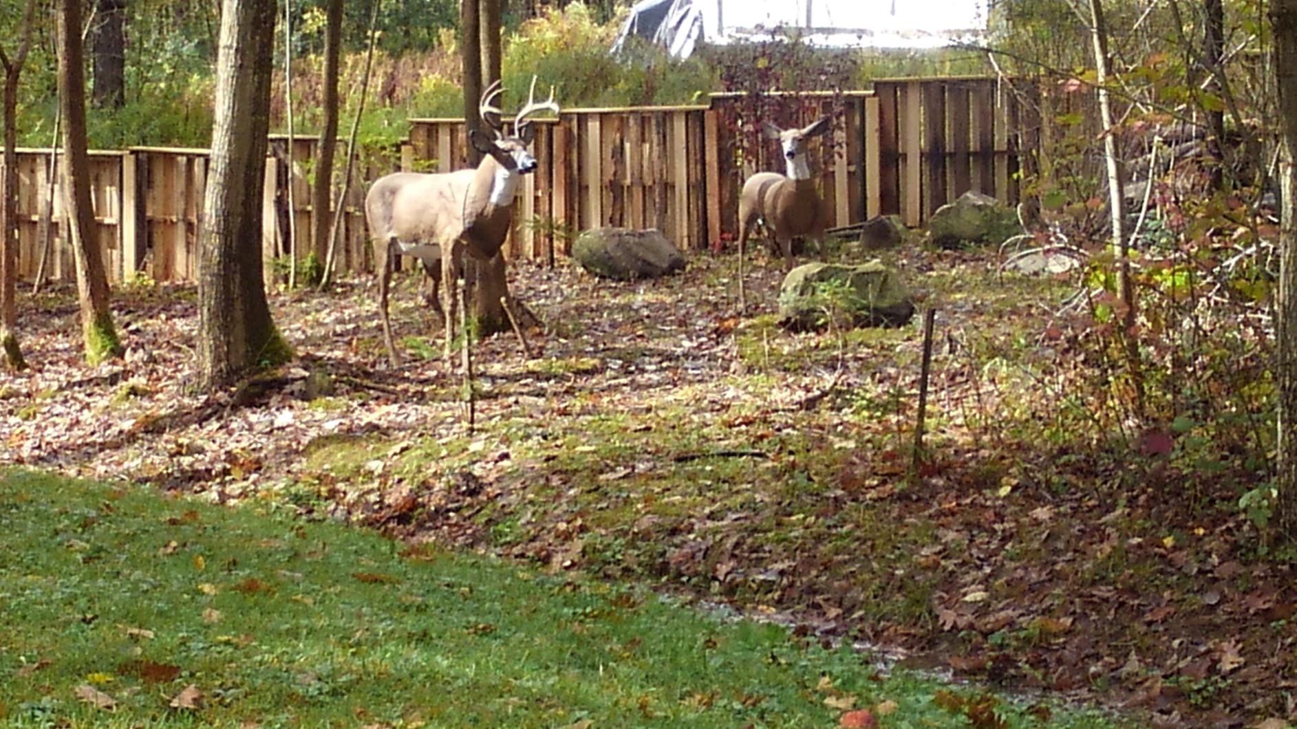 Flambeau Outdoors 5967GD Masters Series Grazing Doe Deer Decoy customer photo 2
