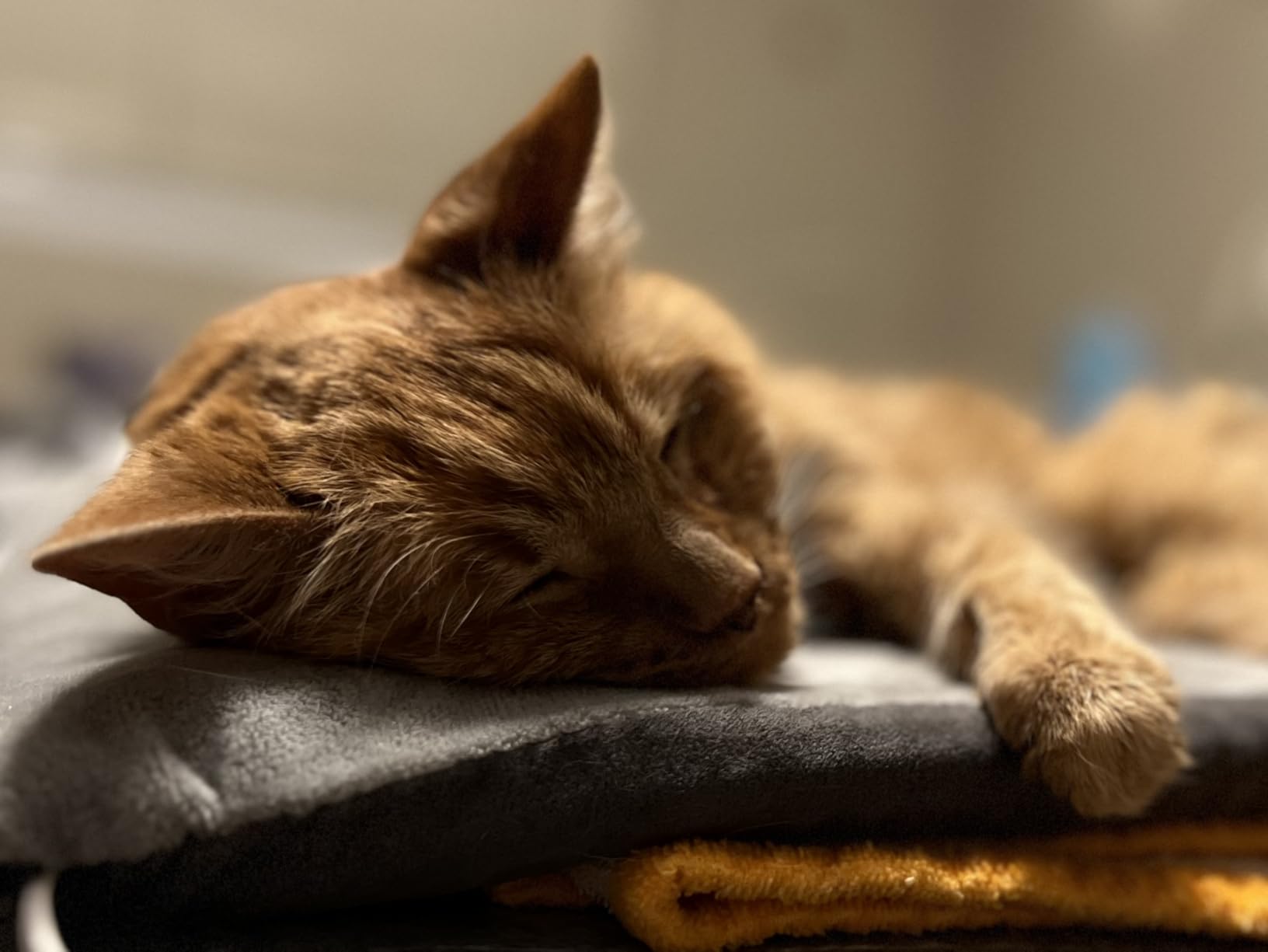 K&H Pet Products Heated Cat Bed Pad for Indoor Cats, Thermo-Kitty Mat Calming Warm Pet Heating Pad for Inside Pets, Machine Washable, Waterproof Heater, Safety Listed - 12.5 X 25in Mocha/Tan customer photo 1