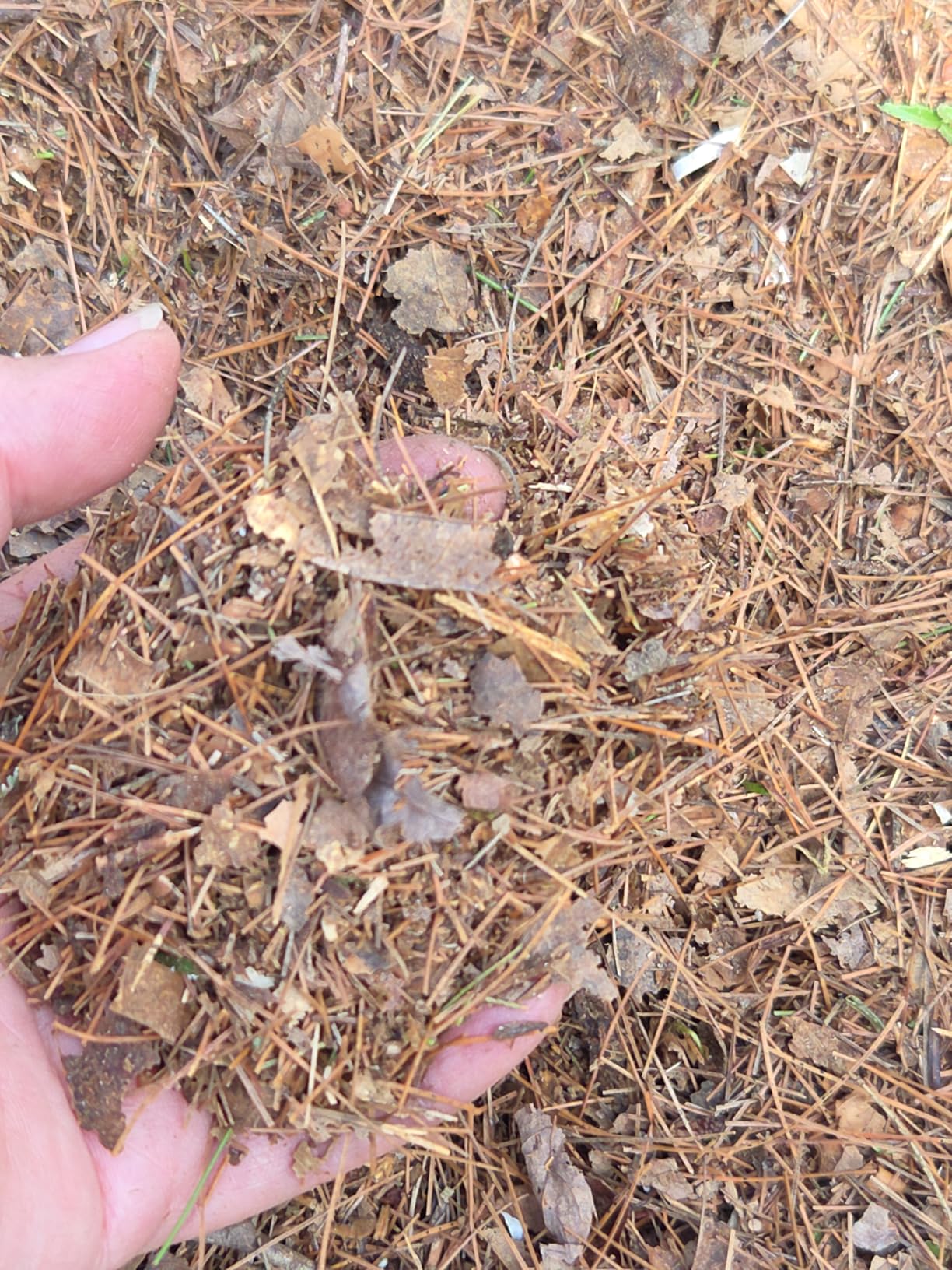 Worx 13 Amp Electric Leaf Mulcher, Leaf Shredder with High-Compression Mulching, Powerful & Compact Yard Waste Shredder, Corded, WG430 customer photo 1