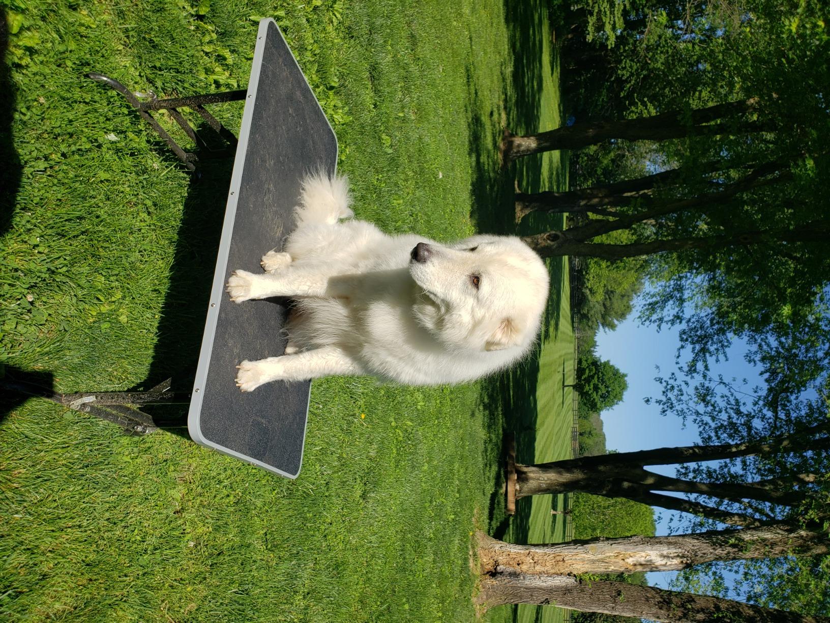 Master Equipment Adjustable Height Grooming Table for Pets, 30 by 18-Inch customer photo 2