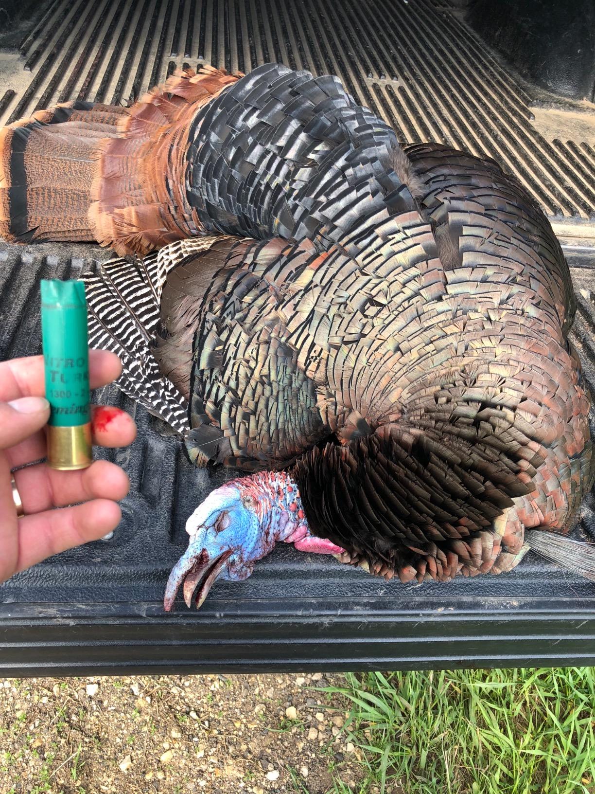 Avian-X LCD Strutter Durable Realistic Lifelike Collapsible Standing Hunting Folding Turkey Decoy with Carry Bag & Stake customer photo 1