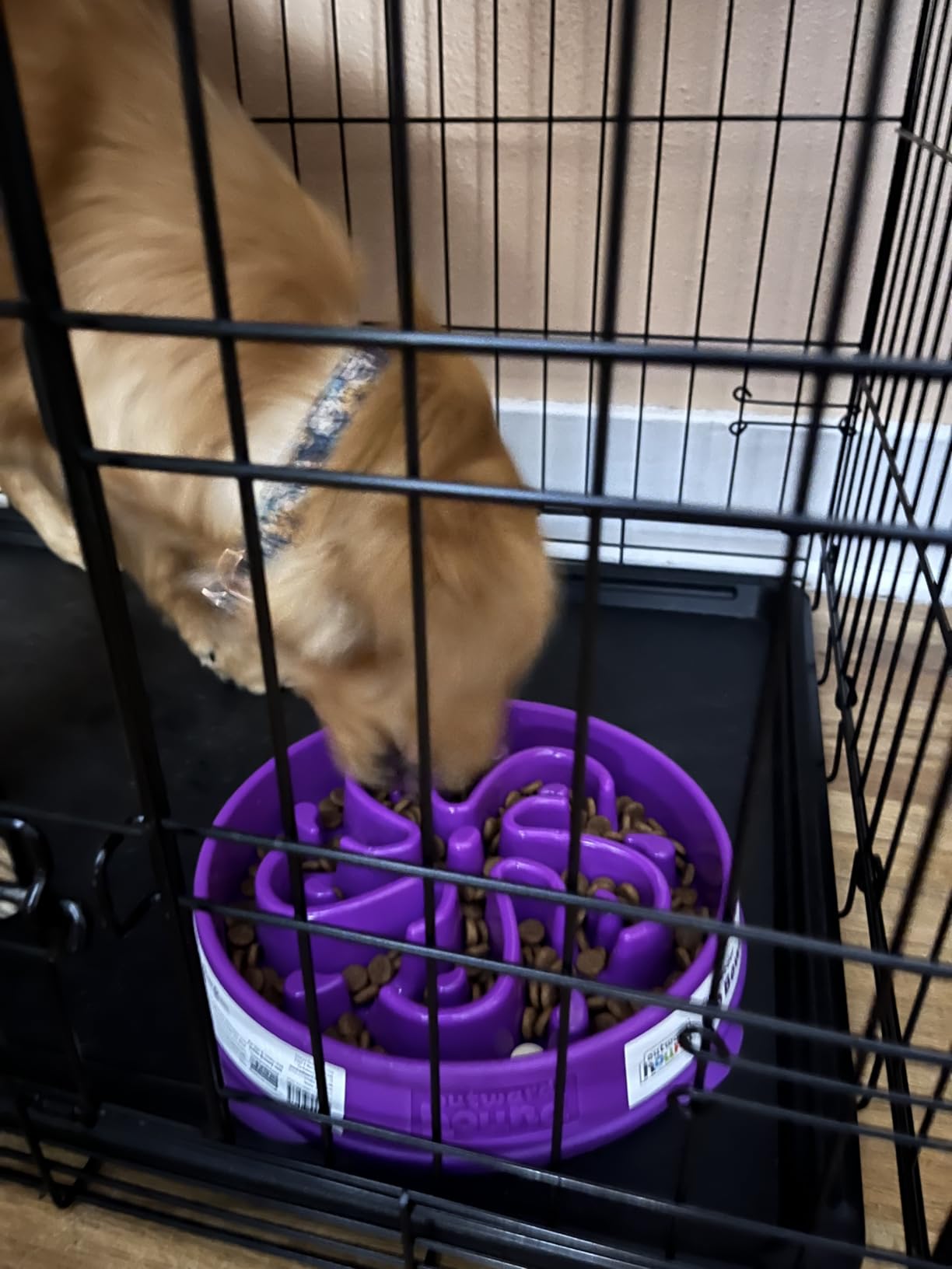 Outward Hound Fun Feeder Slo Bowl - Large 4-Cup Capacity, Slow Feeding, Medium to Large Dogs, Non-Slip, Turquoise, Drop Pattern customer photo 2
