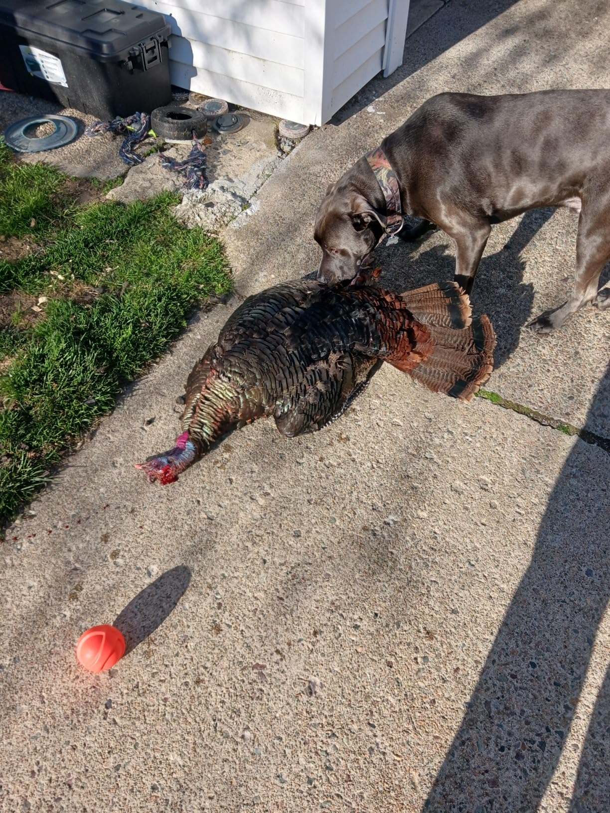 Avian-X LCD Laydown Hen Turkey Decoy | Durable Realistic Lifelike Collapsible Standing Hunting Decoy with Carry Bag & Stake customer photo 1