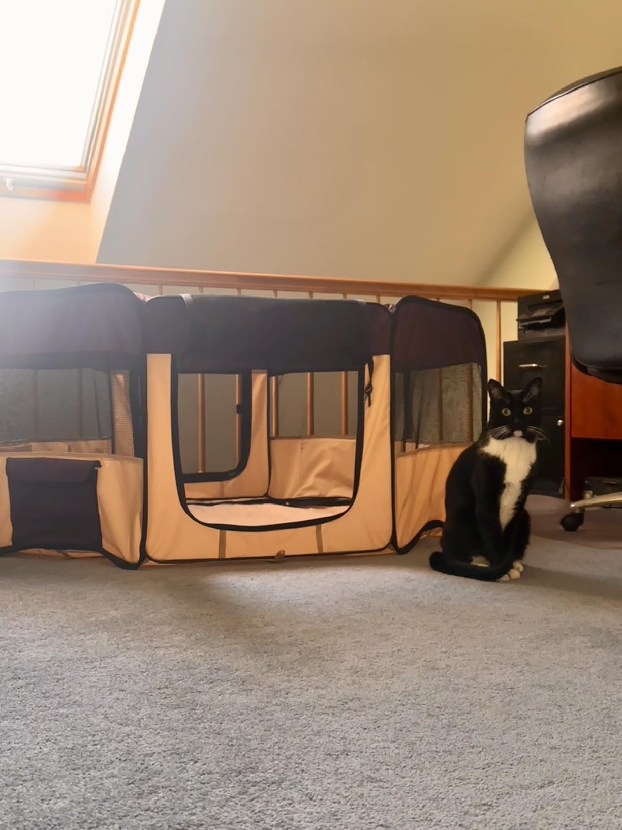 EliteField 2-Door Soft Pet Playpen (2 Year Warranty), Exercise Pen, Multiple Sizes Available for Dogs, Cats and Other Pets customer photo 2