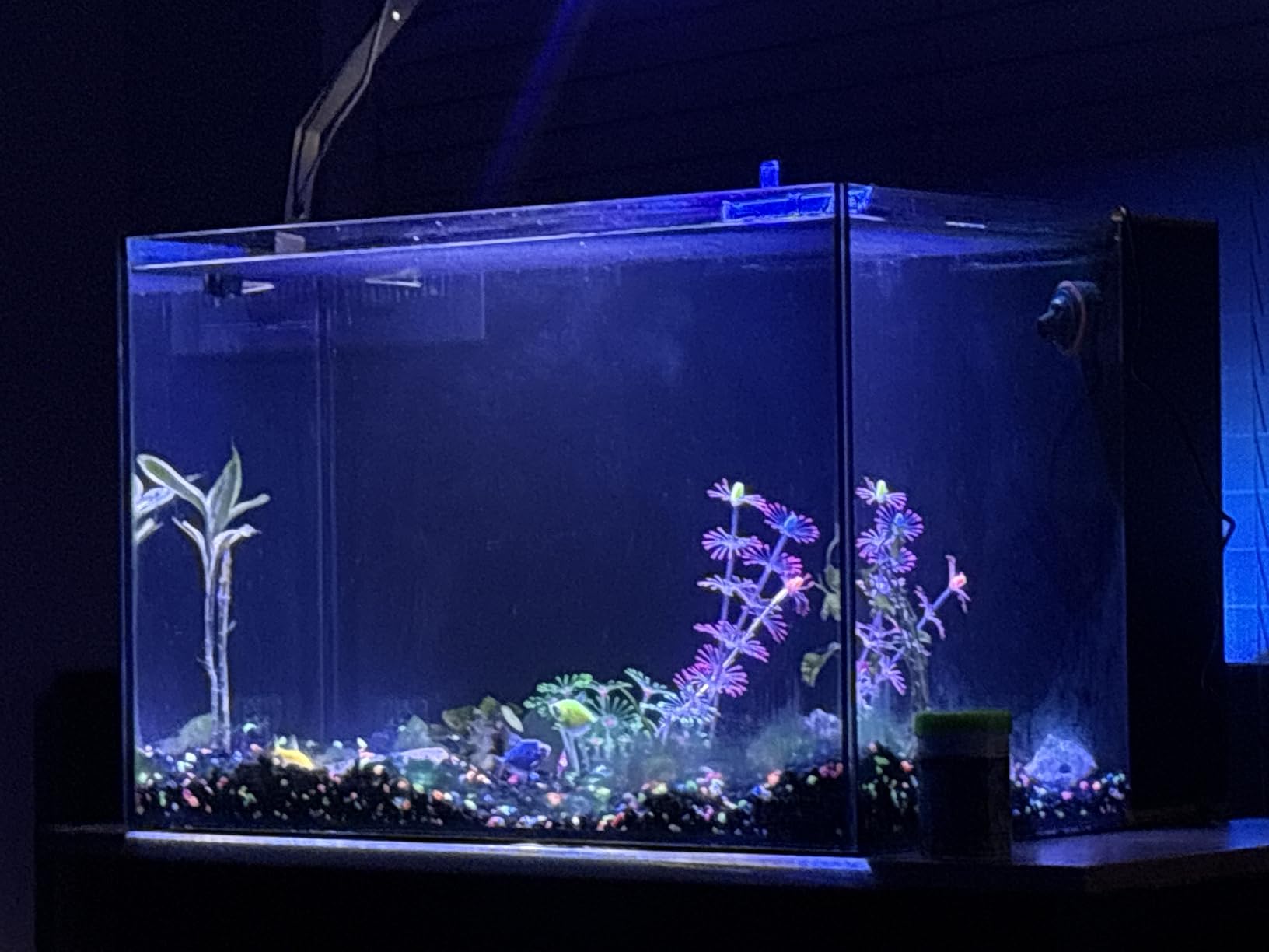 Landen 60P 26.23 Gallon Ultra Clear All Glass Rimless Low Iron Aquarium Tank with Rear Filtration Chamber for Salt and Fresh (Return Pump Included) 23.6Wx17.7Dx15.8H in(60x45x40cm) 8mm Thickness customer photo 1