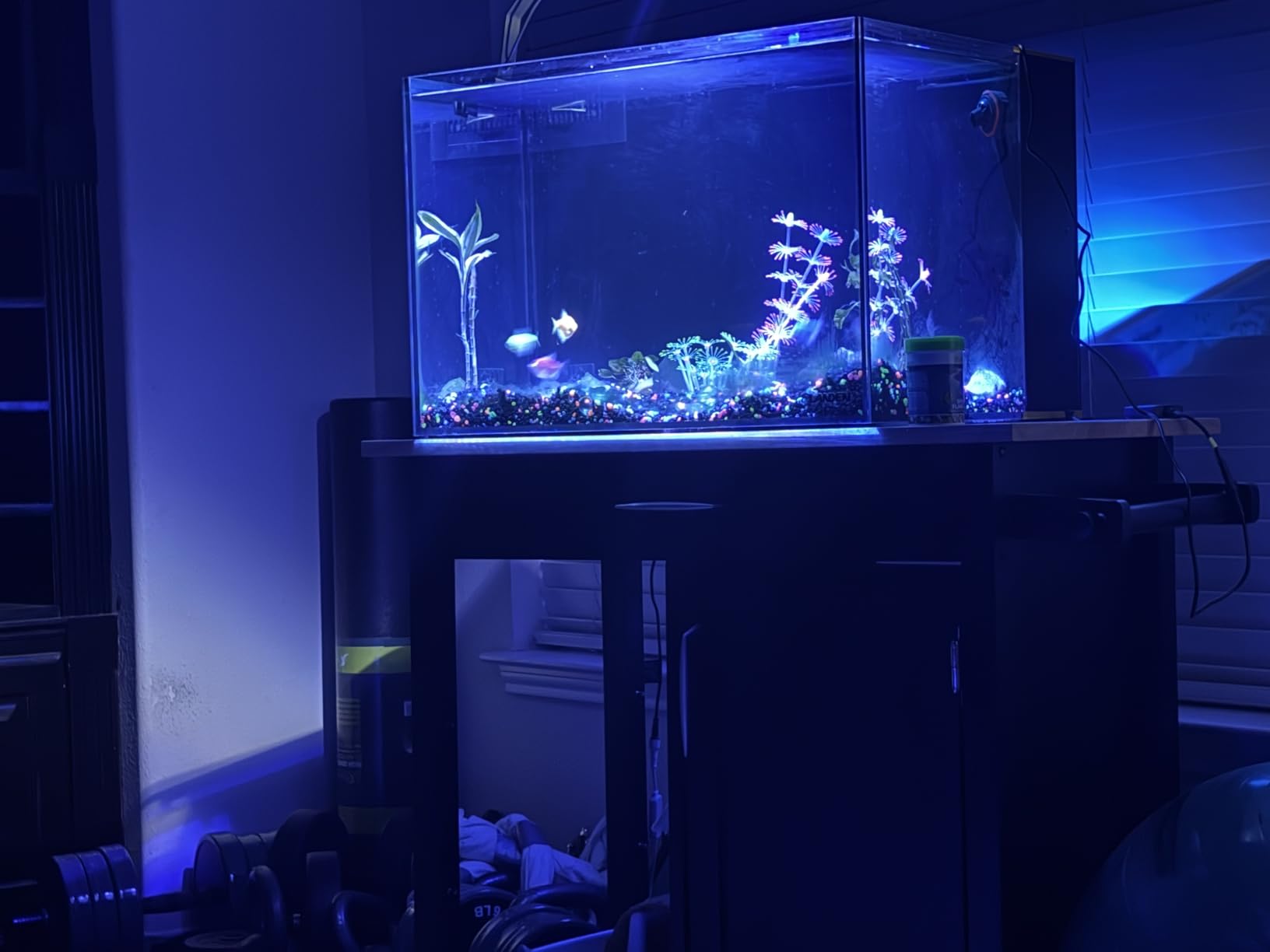 Landen 60P 26.23 Gallon Ultra Clear All Glass Rimless Low Iron Aquarium Tank with Rear Filtration Chamber for Salt and Fresh (Return Pump Included) 23.6Wx17.7Dx15.8H in(60x45x40cm) 8mm Thickness customer photo 2