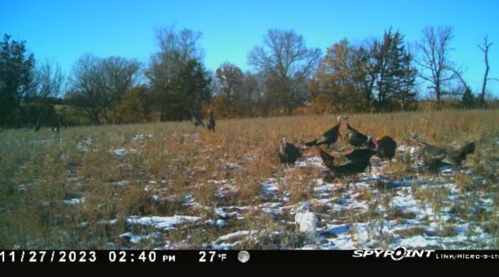 Avian X LCD 1/2 Strut Jake Turkey Decoy customer photo 1