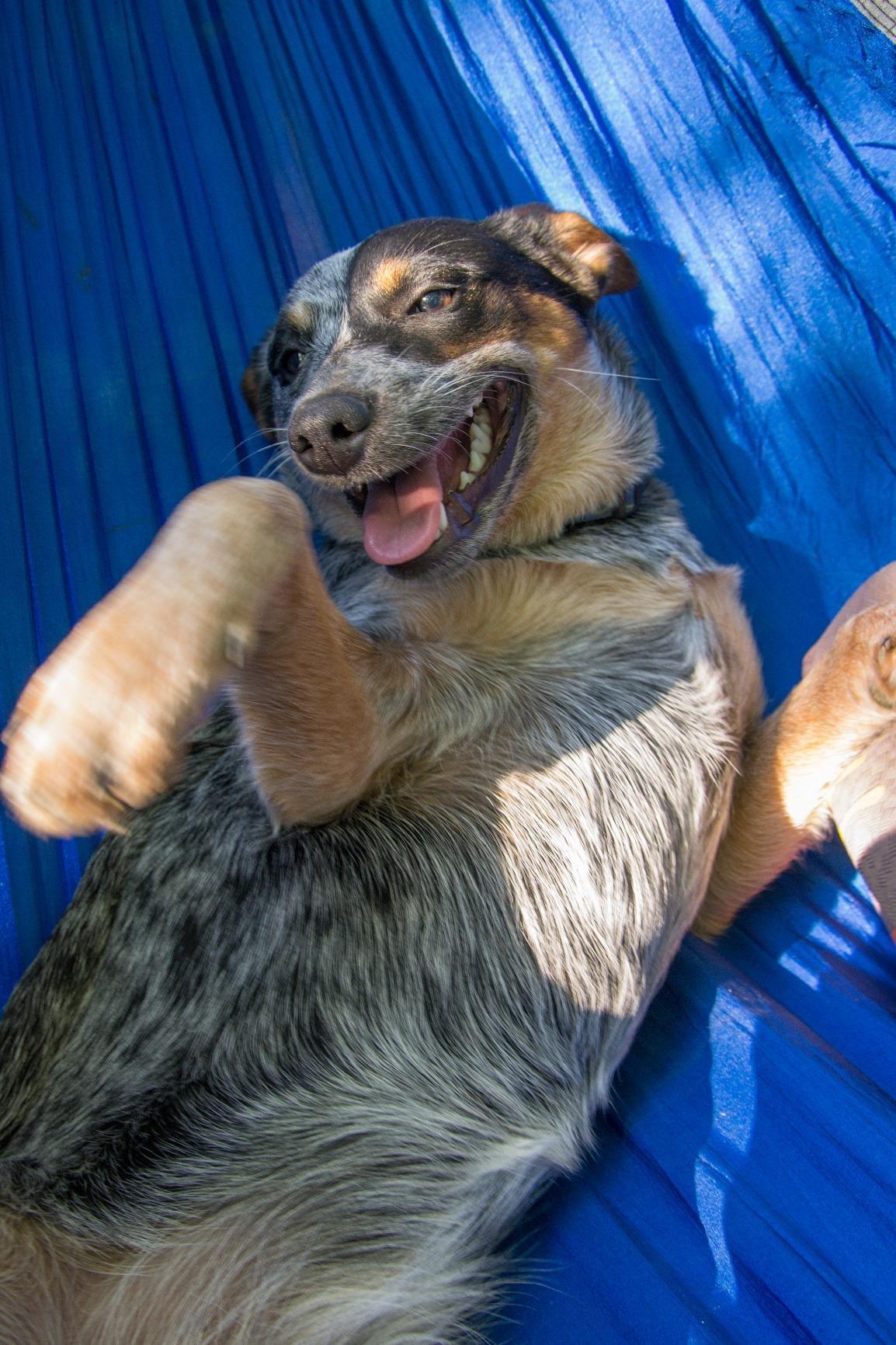 Double Hammock by Bear Butt customer photo 1