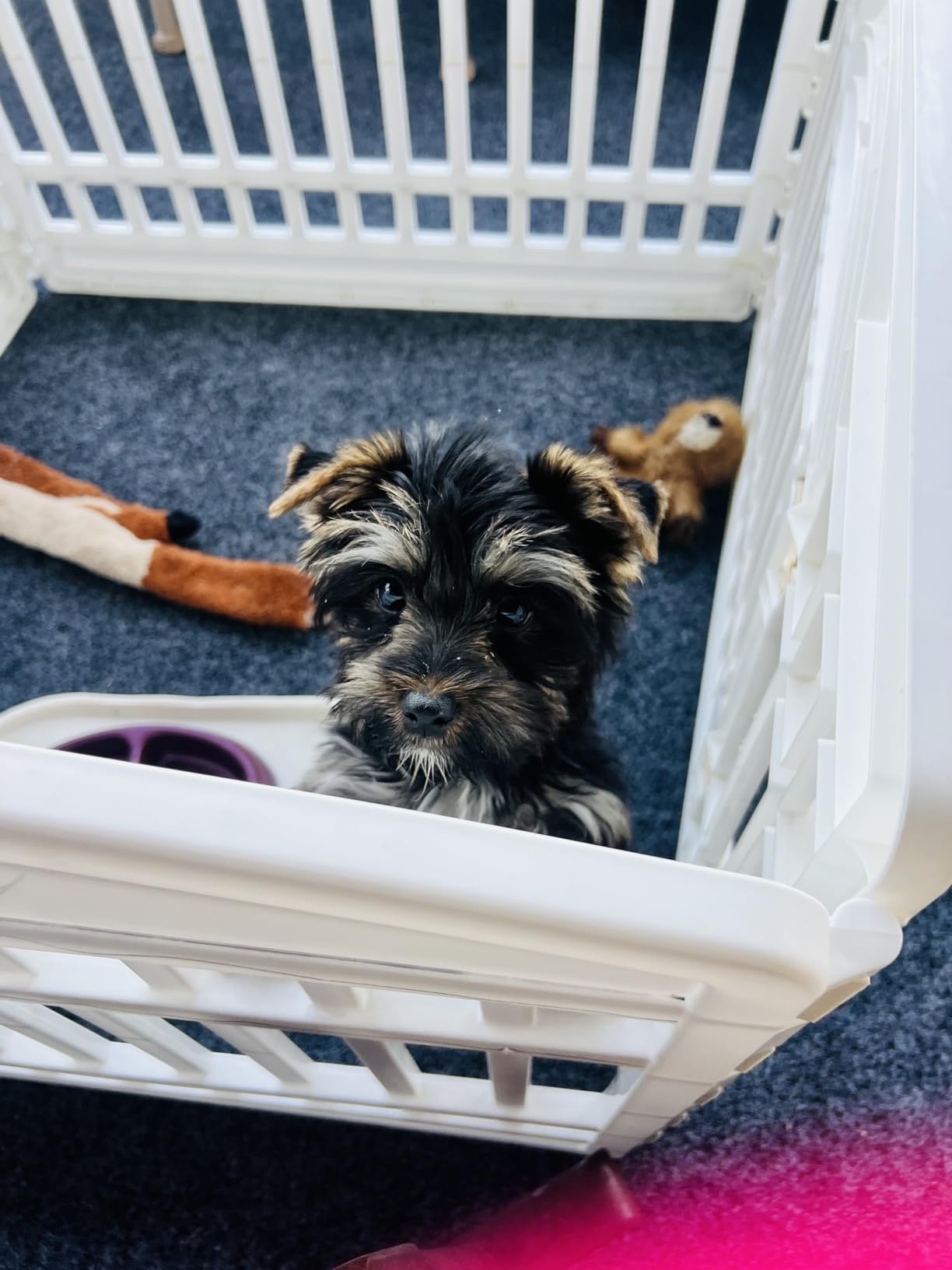 IRIS USA Dog Playpen with Door, 24