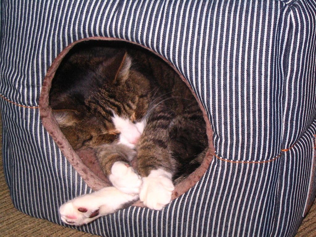 K&H Cat Window Perch Kitty Sill - Cat Window Hammock Bed with Strong Suction Cups Hold 40 lbs, Cushioned Windowsill Bed for Indoor Cats, Washable Cover, Cream Fleece, 24 x 14 Inches customer photo 2