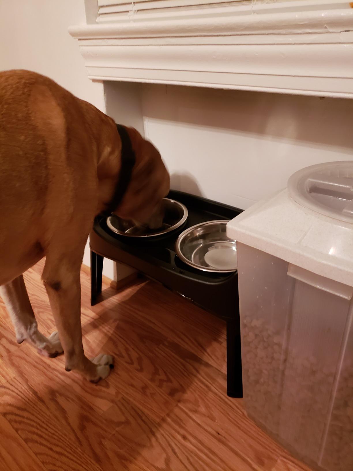 IRIS USA Elevated Dog Bowls Adjustable Stand, Raised Feeding Station with 2 Stainless Steel 64 oz Bowls, Spill Guard, Black customer photo 1