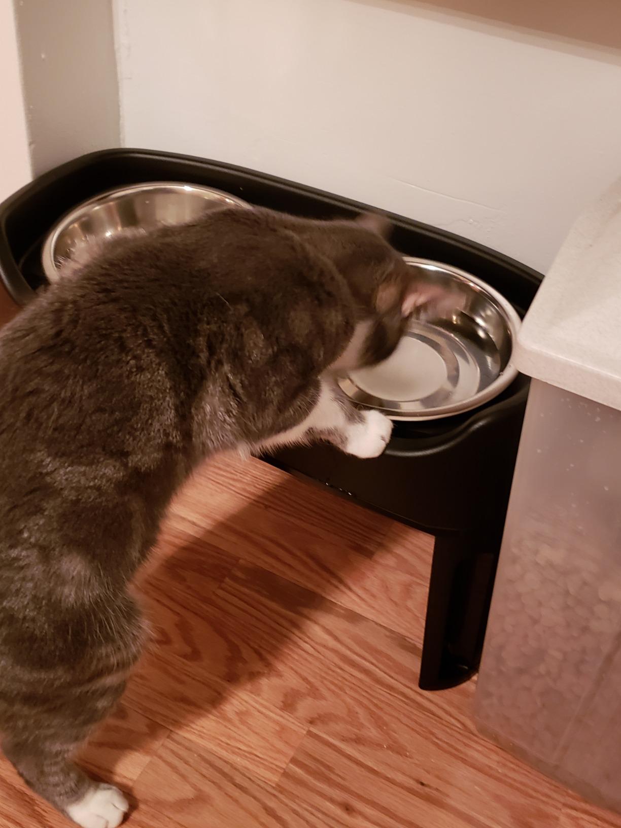 IRIS USA Elevated Dog Bowls Adjustable Stand, Raised Feeding Station with 2 Stainless Steel 64 oz Bowls, Spill Guard, Black customer photo 2