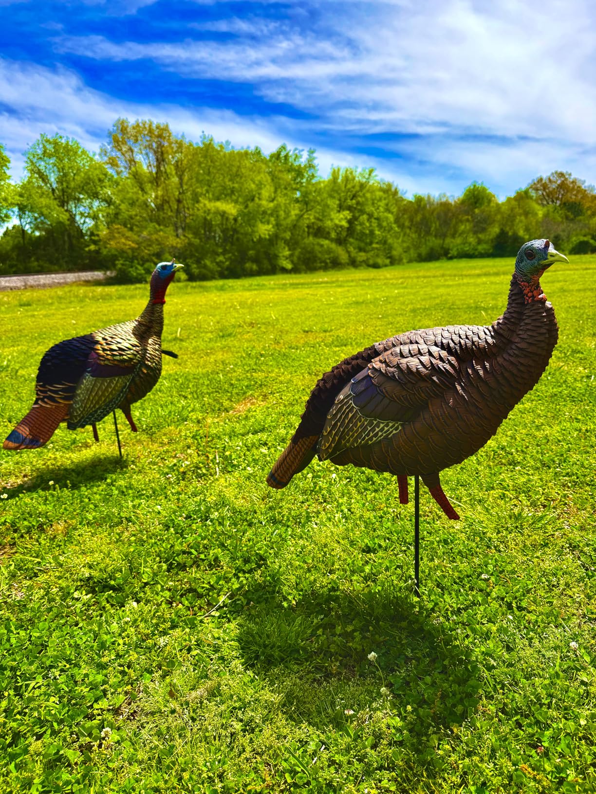 Avian-X HDR Jake Turkey Decoy | Rugged Durable Realistic Lifelike Quarter-Strut Body Standing Hunting Decoy with 2 Removable Heads customer photo 1