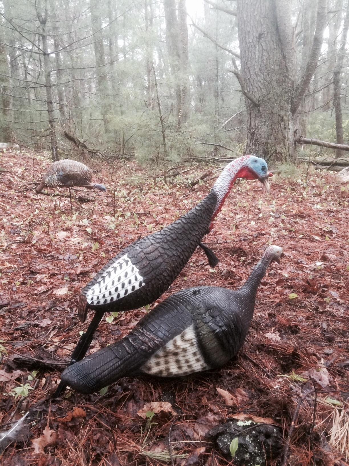 Flextone Hunting Lightweight Ultra Realistic Lifelike One Piece Outdoor Submissive Funky Chicken Turkey Decoy customer photo 1