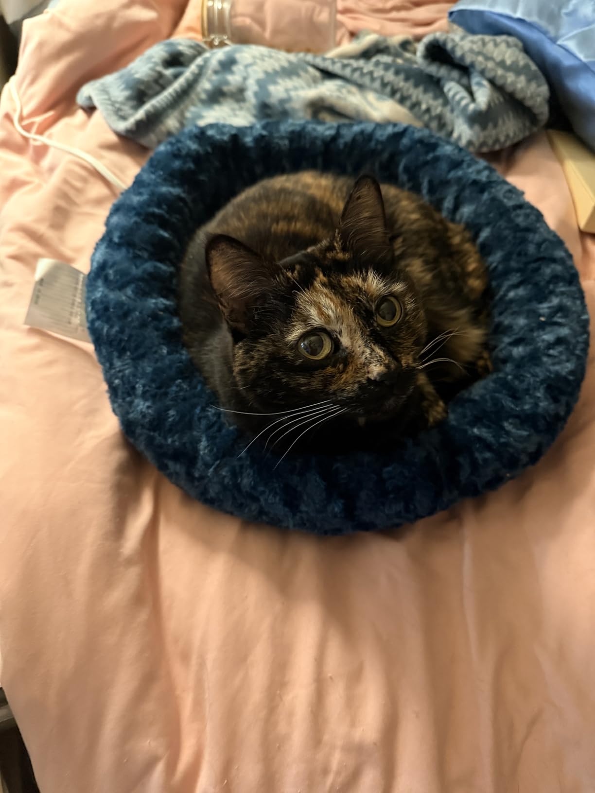 K&H Pet Products Bolster Heated Cat Bed for Indoor Cats, Thermo-Kitty Fashion Splash Orthopedic Foam Heated Pet Bed for Large Cats, Dogs, Waterproof Pet Heater, Safety Listed - Large 16 X 22in Blue customer photo 1