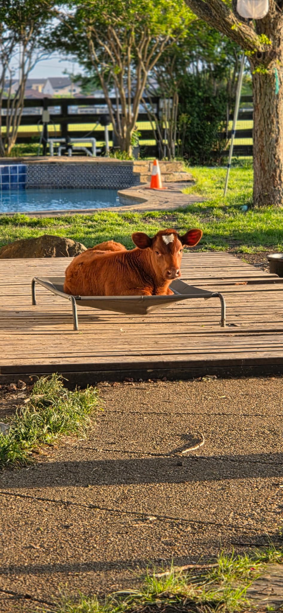 Bedsure Outdoor Elevated Dog Bed Large Sized Dog, Portable Indoor & Outdoor Cooling Raised Cot Pet Hammock Bed with Skid-Resistant Feet, Frame with Breathable Mesh, Grey, 49 inches customer photo 2
