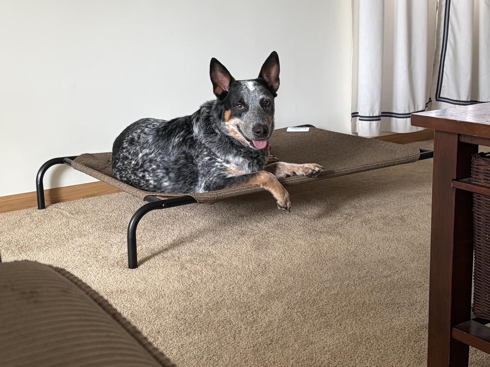 Coolaroo Original Elevated Dog Bed - Breathable Off-The-Ground Pet Bed with Cooling Fabric, Joint Relief & Moisture-Resistant Fabric, 100% Recyclable, Easy Clean, Gunmetal, Large customer photo 1
