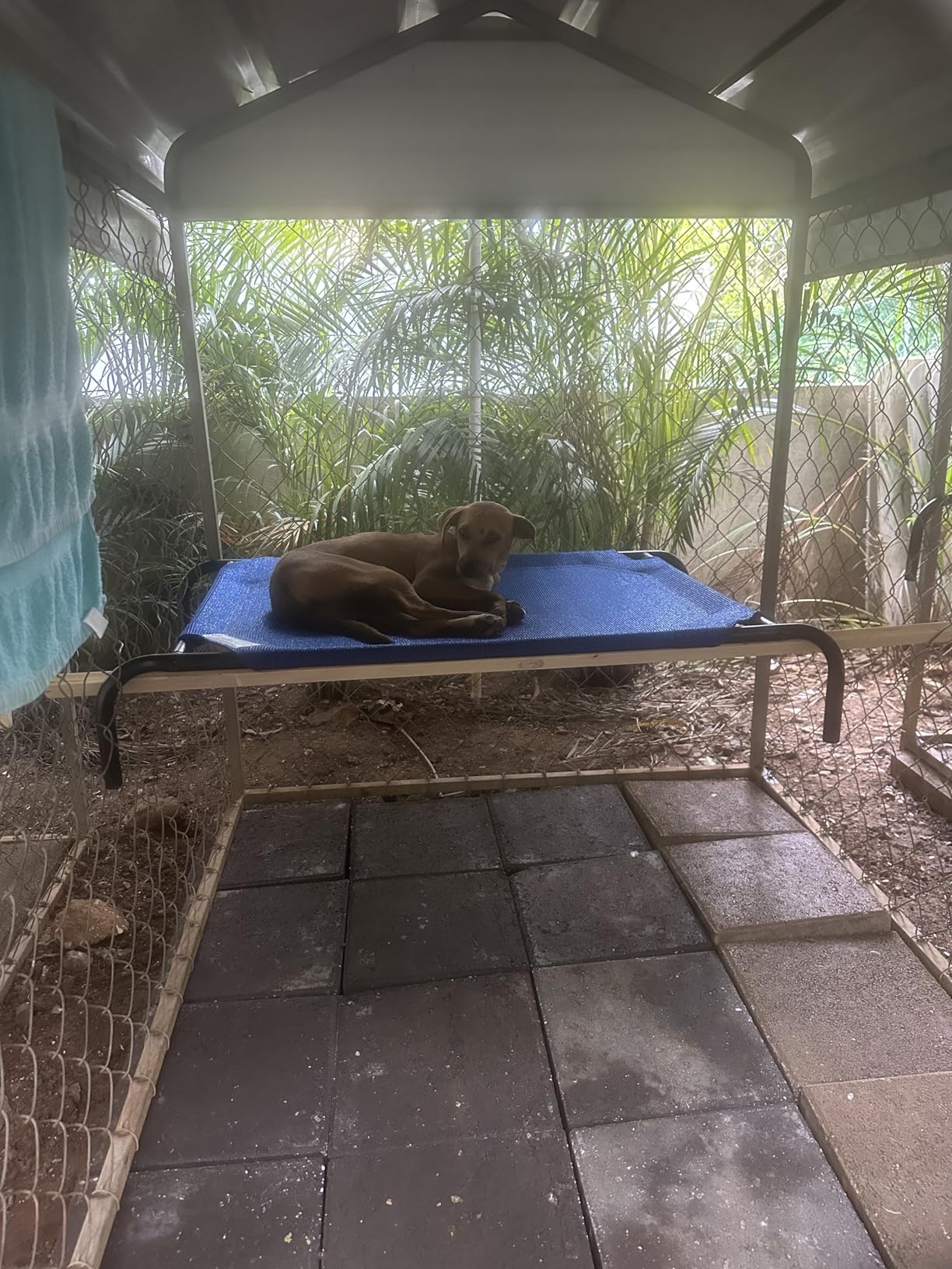 Coolaroo Original Elevated Dog Bed - Breathable Off-The-Ground Pet Bed with Cooling Fabric, Joint Relief & Moisture-Resistant Fabric, 100% Recyclable, Easy Clean, Gunmetal, Large customer photo 2