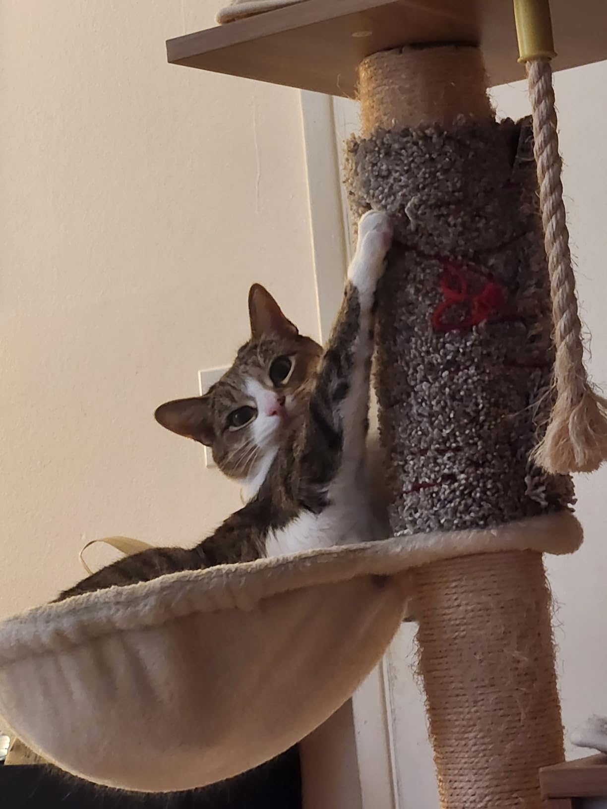 Made4Pets Cat Tree, Modern Cat Tree Tower for Indoor Cats - 65