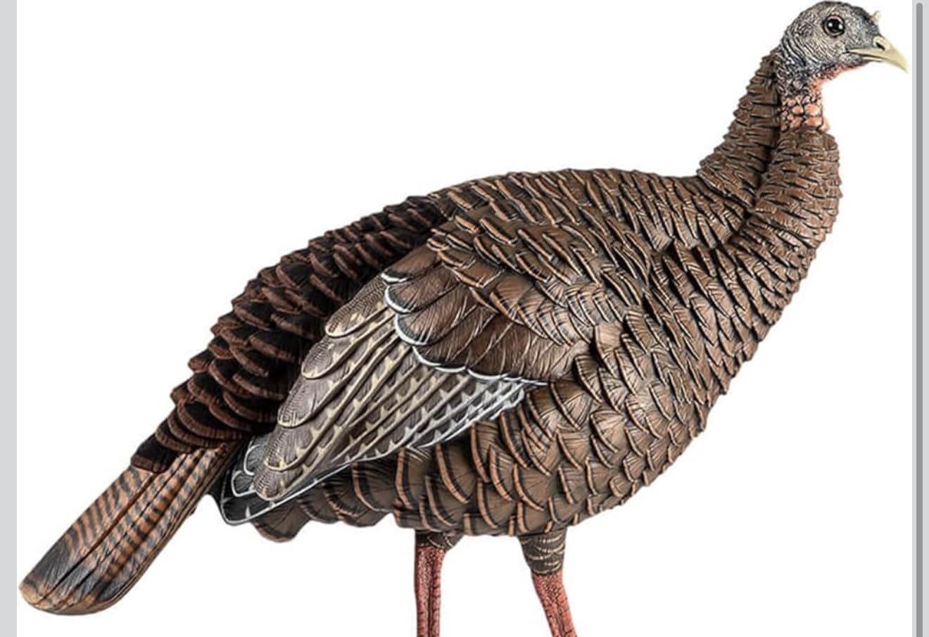 Avian-X HDR Hen Turkey Decoy | Durable Realistic Lifelike Standing Hunting Decoy with 2 Removable Heads, Carry Bag & Integrated Stake customer photo 1