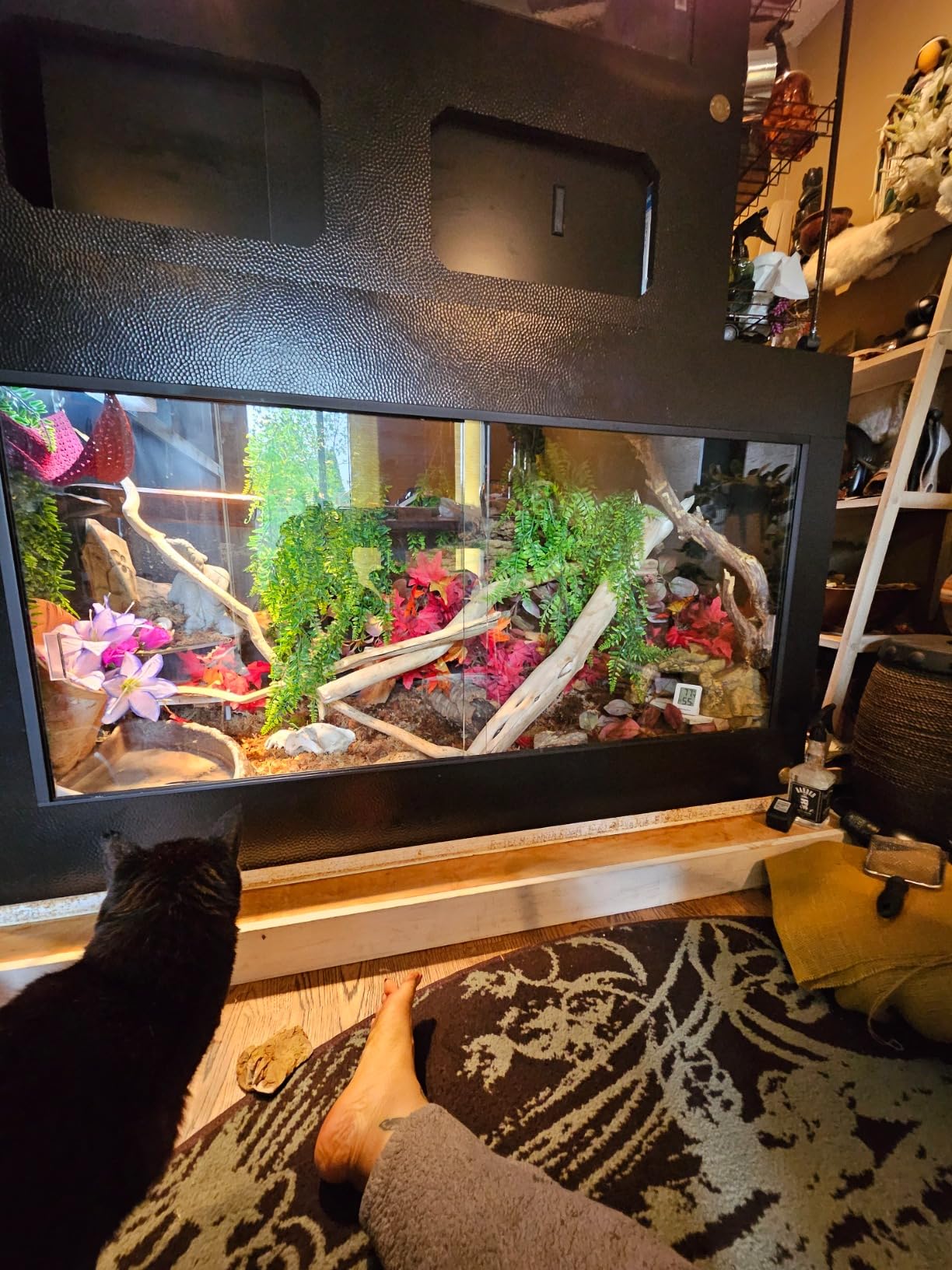 Kaytee Open Living Pet Guinea Pig or Rabbit Habitat, 60 x 30 inches customer photo 1