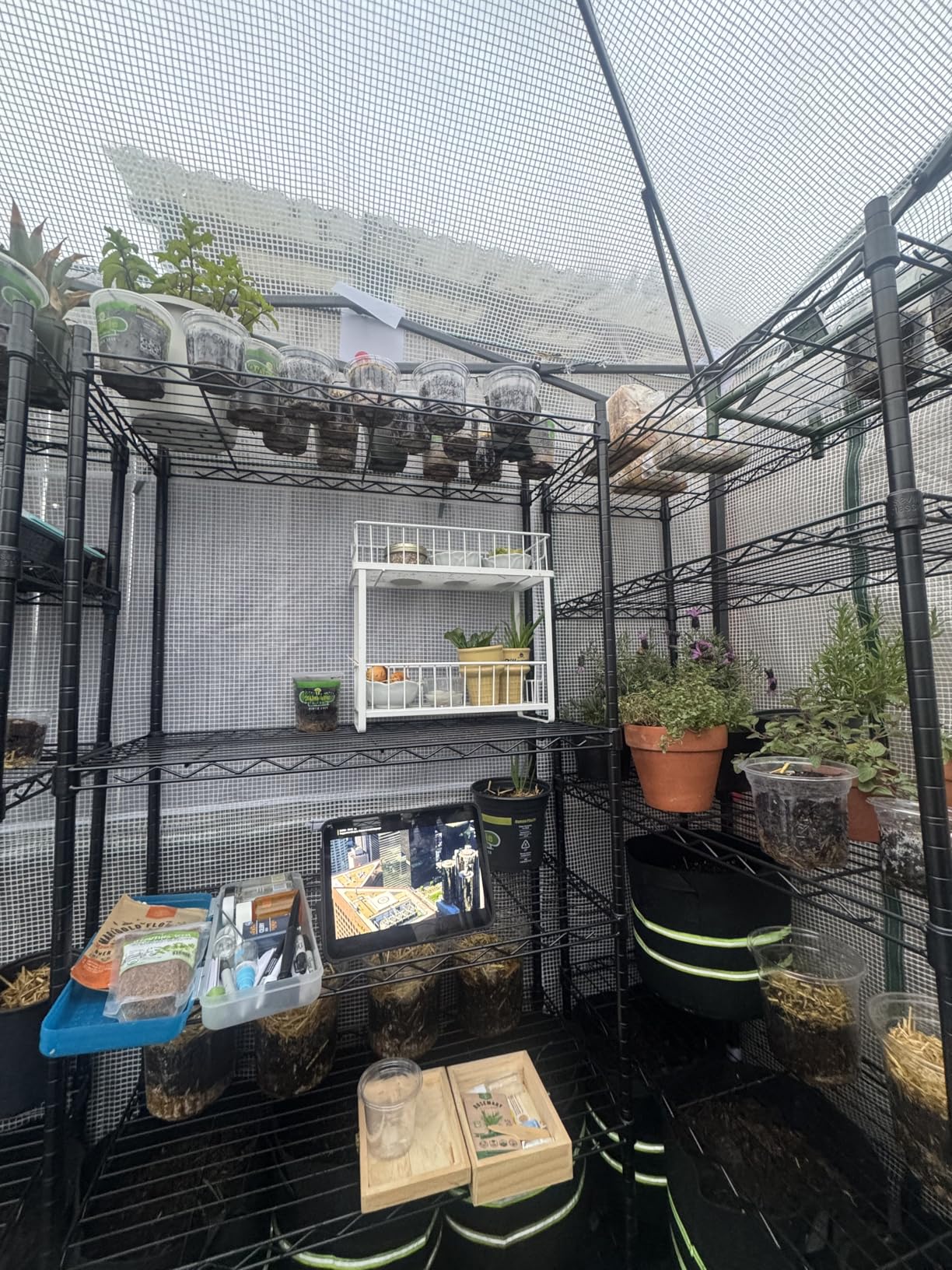EAGLE PEAK 12x8 Portable Walk in Greenhouse, Pop Up Indoor Outdoor Greenhouse, Green House Kit with Zippered Roll-Up Doors, Windows + Support Pole, PE Cover, Clear/Green customer photo 2