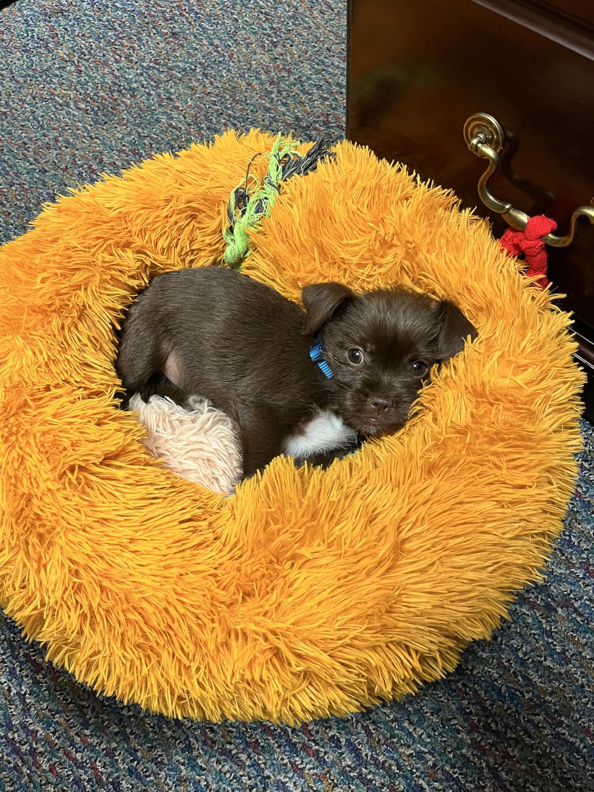 Small Calming Dogs Bed for Small Dogs Anti-Anxiety Machine Washable Fluffy Luxury Anti-Slip Waterproof Mute Base Warming Cozy Soft Pet Puppy Round Bed customer photo 1