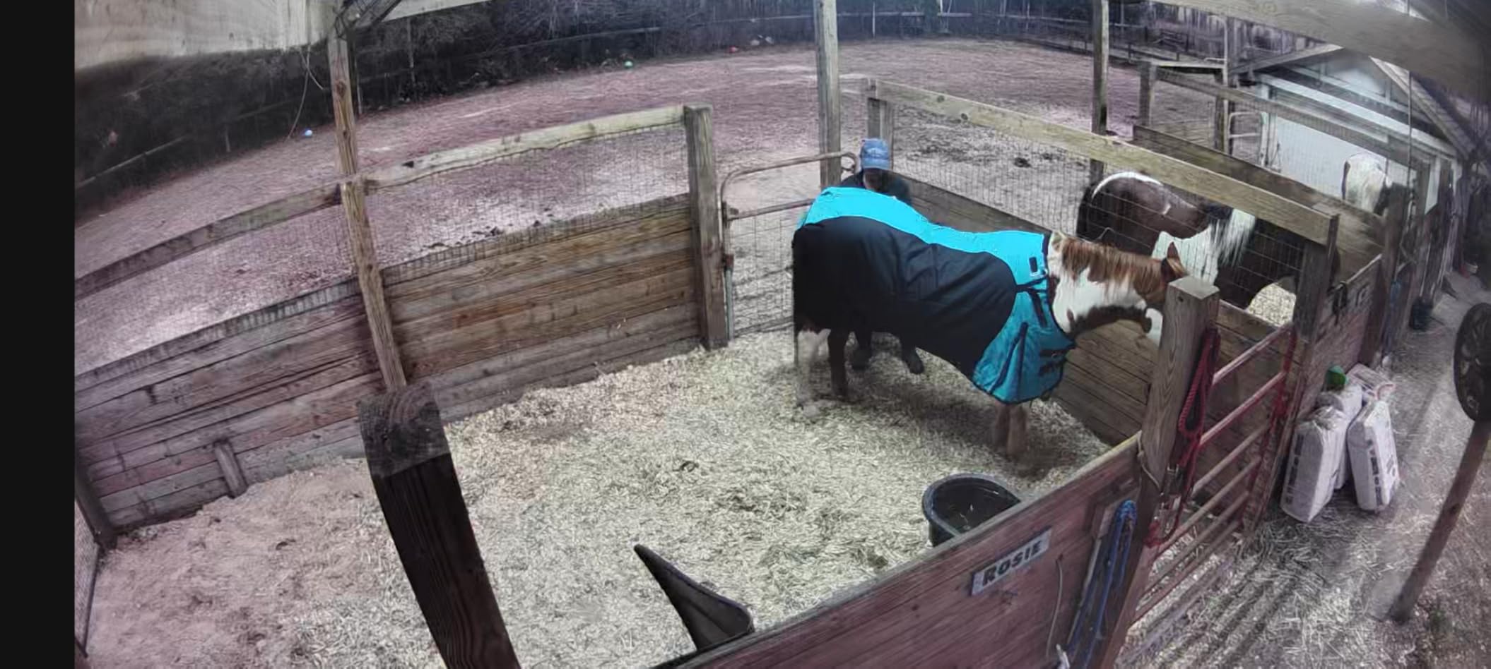 Challenger 1200D Horse Turnout Waterproof Heavy Weight Winter Blanket 5EE20RB customer photo 1