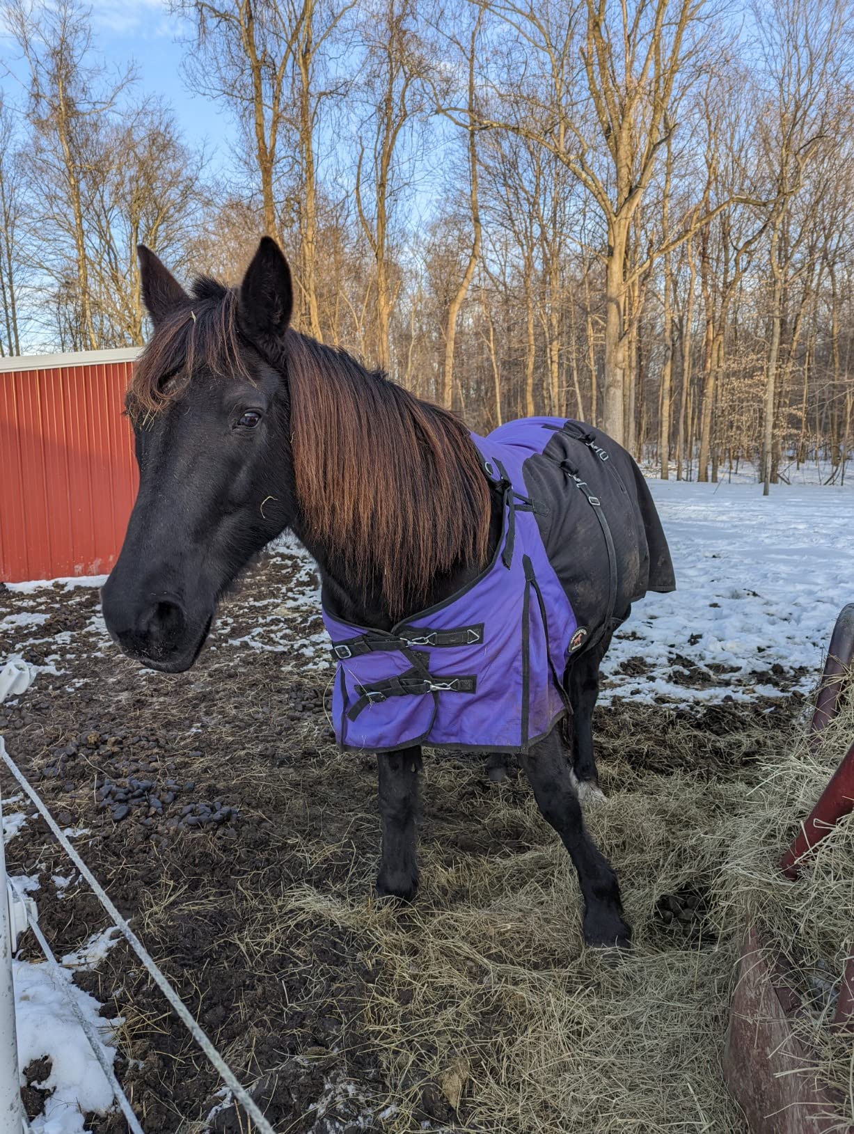 Challenger 1200D Horse Turnout Waterproof Heavy Weight Winter Blanket 5EE20RB customer photo 2