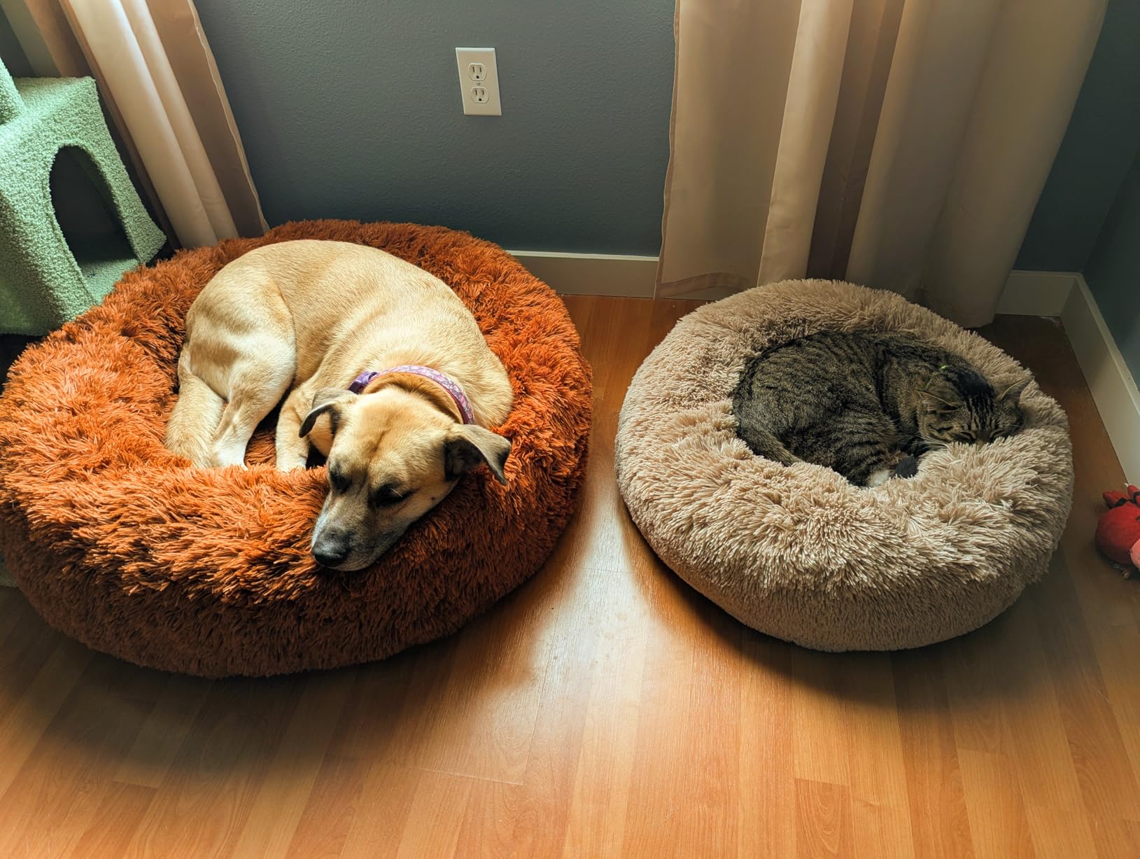 Bedsure Calming Cat Beds for Indoor Cats - Small Cat Bed Washable 20 inches, Anti-Slip Round Fluffy Plush Faux Fur Pet Bed, Fits up to 15 lbs Pets, Camel customer photo 1