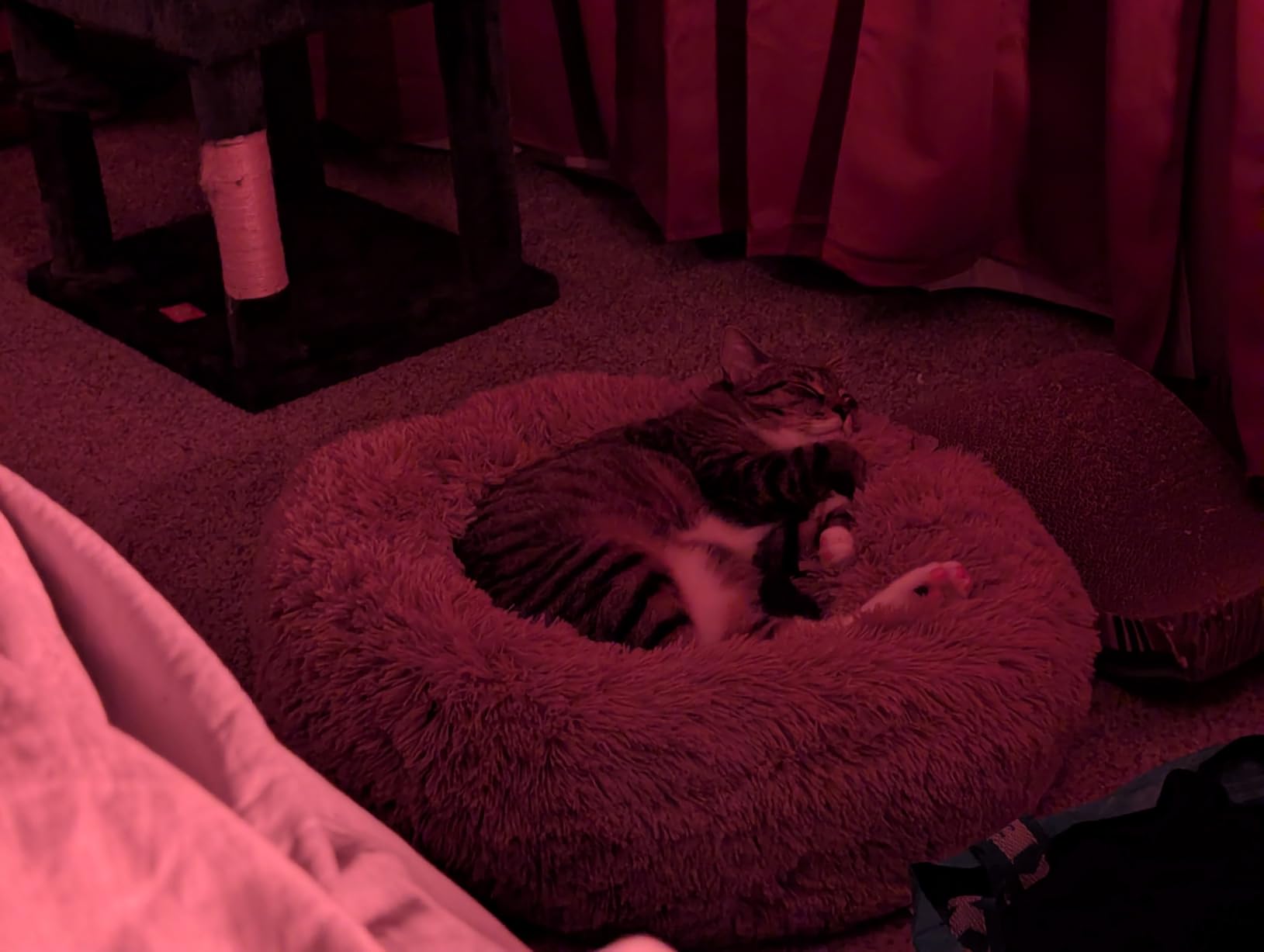 Bedsure Calming Cat Beds for Indoor Cats - Small Cat Bed Washable 20 inches, Anti-Slip Round Fluffy Plush Faux Fur Pet Bed, Fits up to 15 lbs Pets, Camel customer photo 2