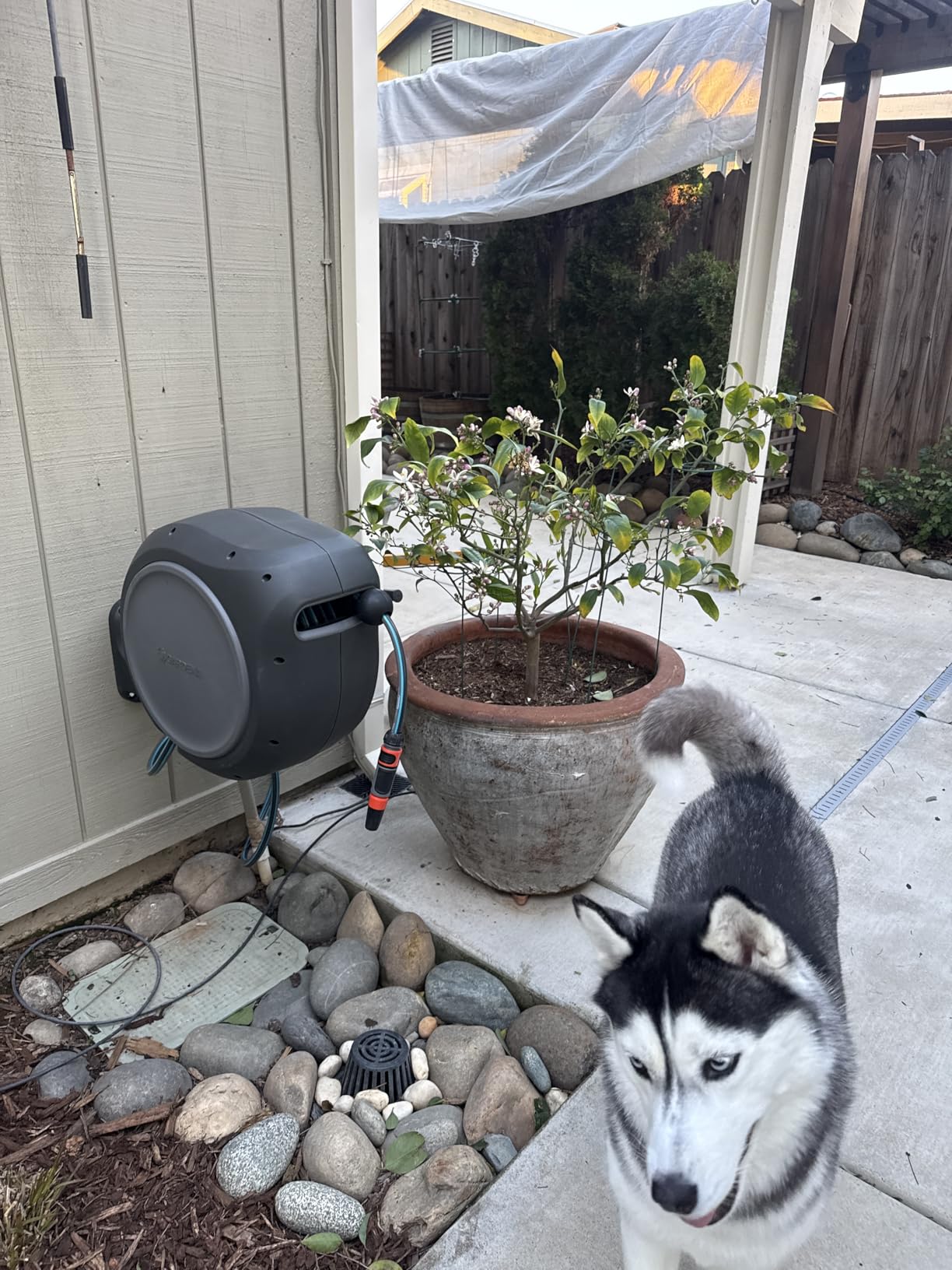 GARDENA Retractable Garden Hose Reel - 100 Feet - Auto Retract Hose Reel with 180° Swivel Wall Mount - Heavy Duty - Integrated Spray Nozzle - 08055 customer photo 2