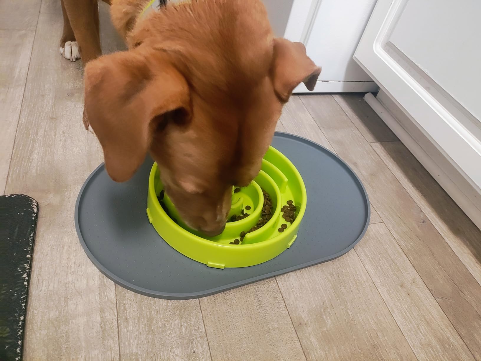 JASGOOD Slow Feeder Dogs Bowl for Large Medium Dogs, Anti-Gulping Pet Slower Food Feeding Bowls Stop Bloat, Preventing Choking customer photo 2