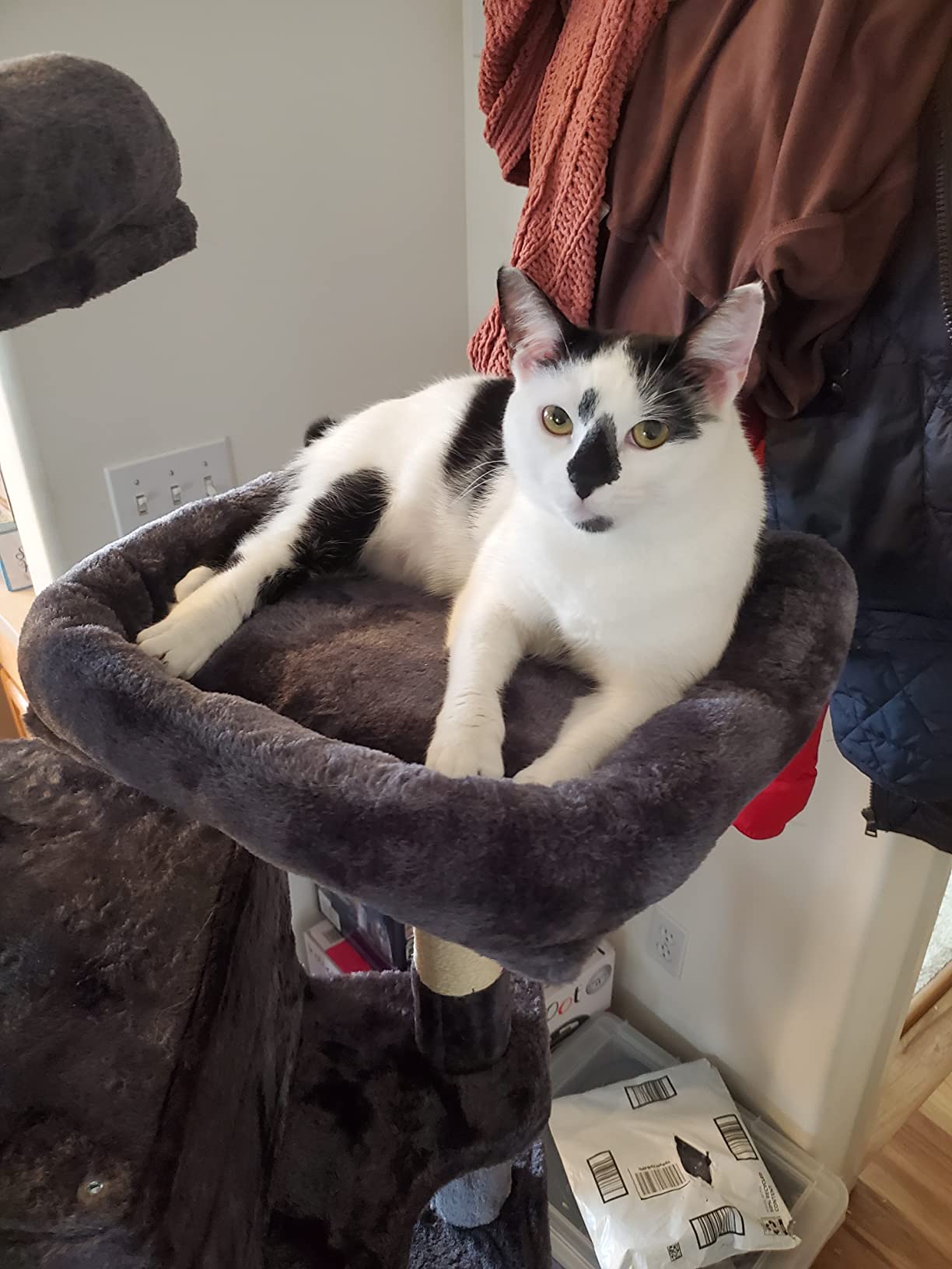 IMUsee 68 Inches Multi-Level Large Cat Tree for Large Kitties/Big Cat Tower with Condo/Cozy Plush Perches/Sisal Scratching Posts and Hammocks/Feline Activity Center Play House/Grey customer photo 1