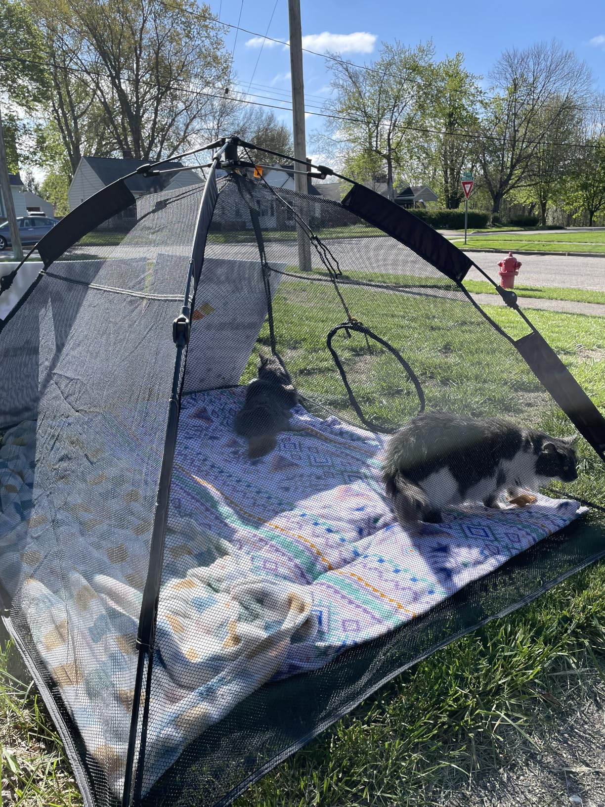 Outback Jack Catio Outdoor Cat Enclosure, (Kitty Katio) for Indoor Cat or Multiple Cats - Portable Tent, Play Tent for Cats, Catio, Outside Enclosure customer photo 1